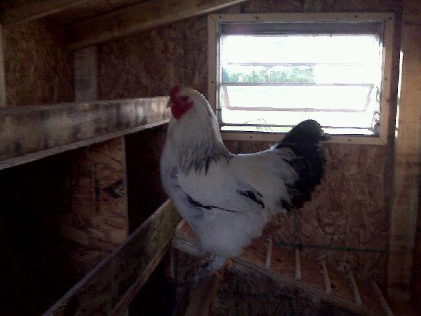Big Daddy - posing inside the coop.