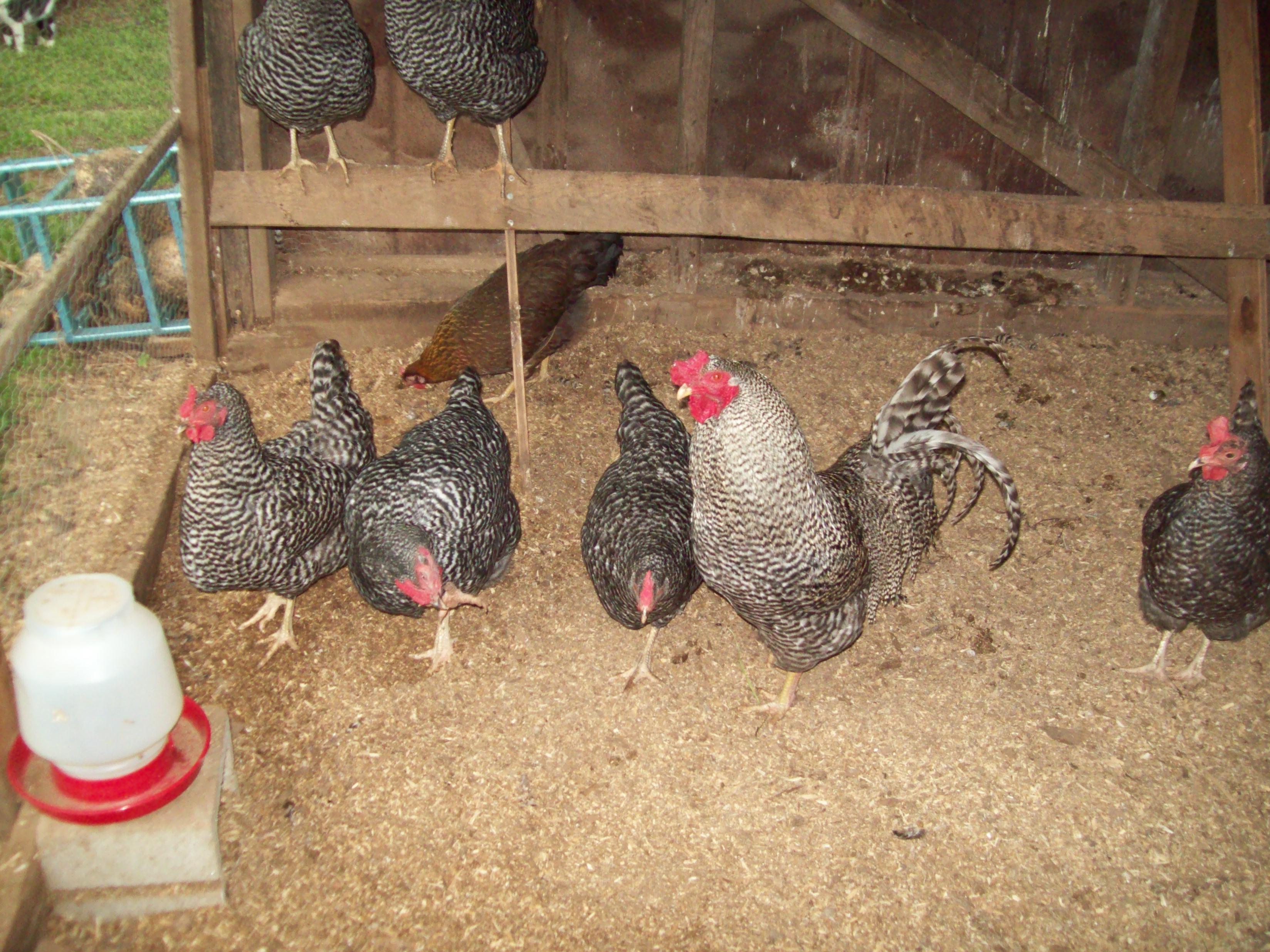 Big Daddy & the girls