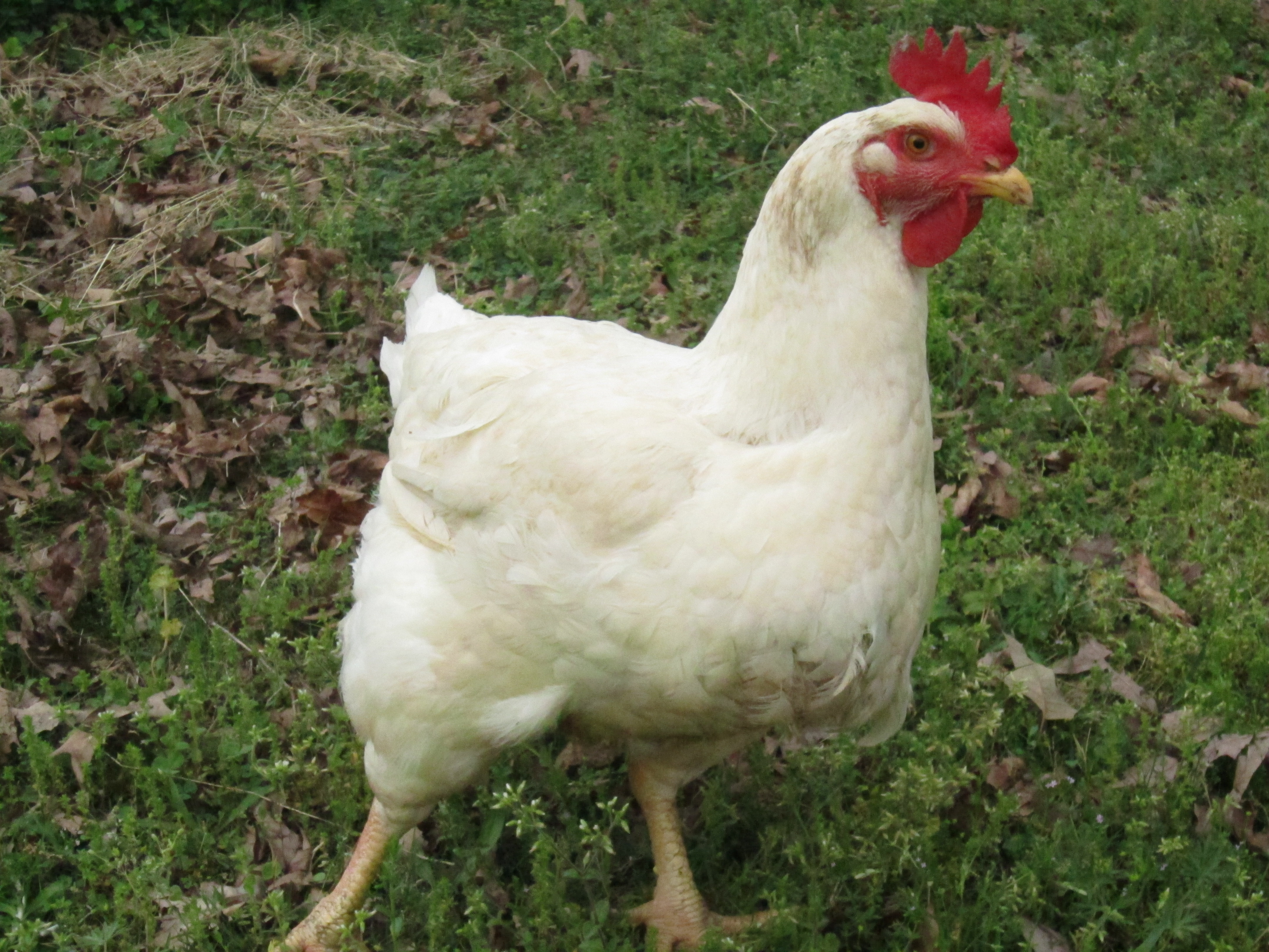 Big Fat Chicken