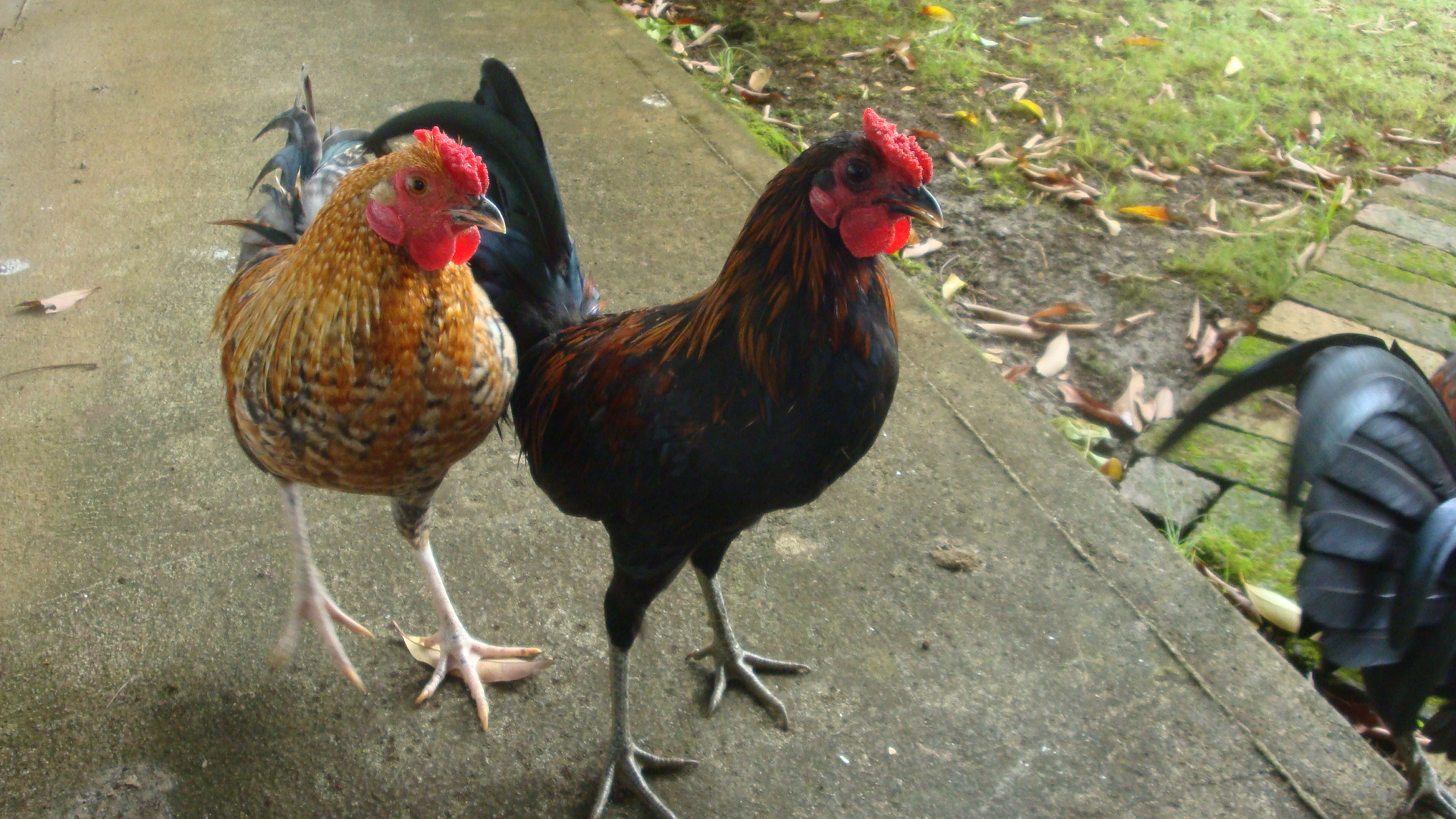 Big fella, and 'Mr T'roubles, 2 of the 3 brothers from the same clutch.