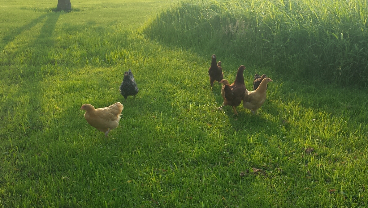 Big girls going for a stroll!