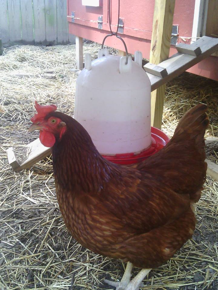 *
Big girls guarding the water.