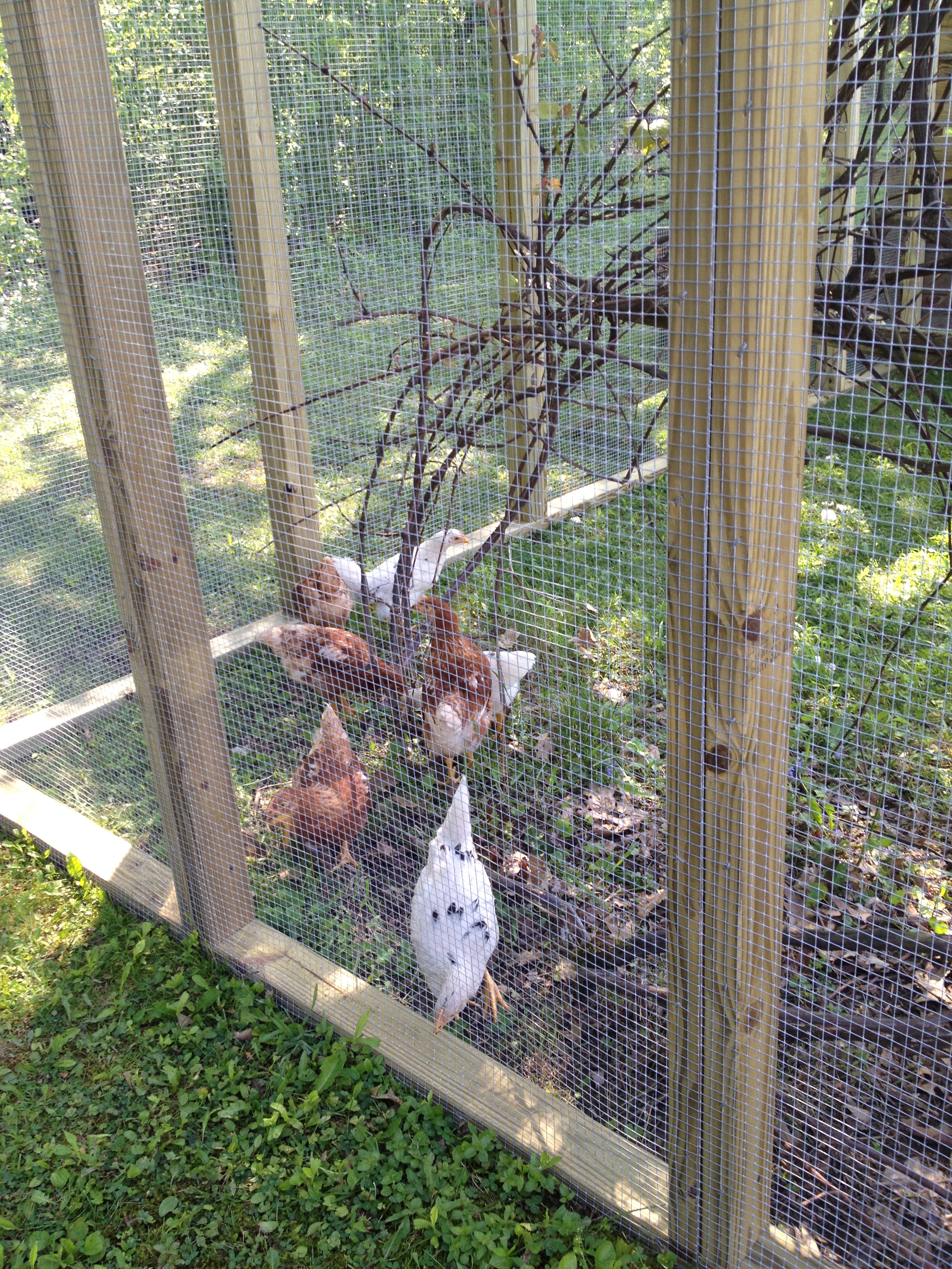 big girls in their new home!