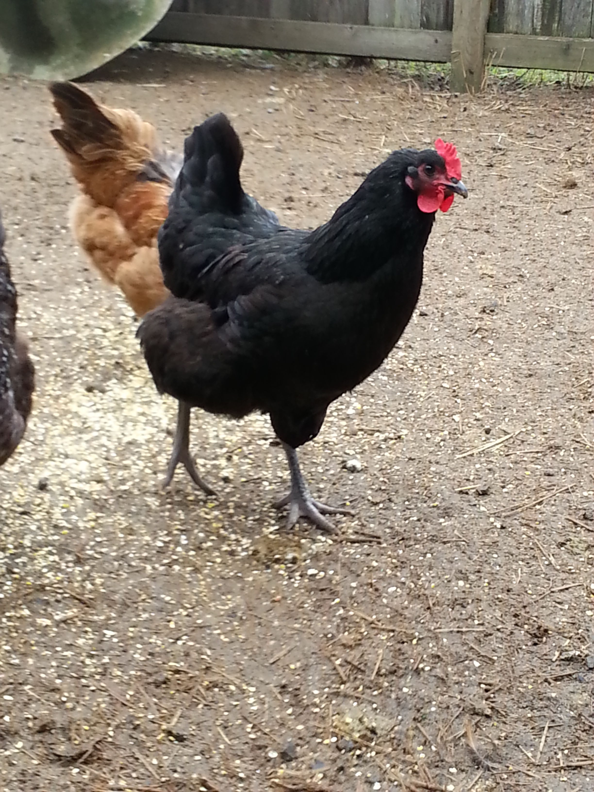 Big Hen, hatchery JG (Wilco feedstore)