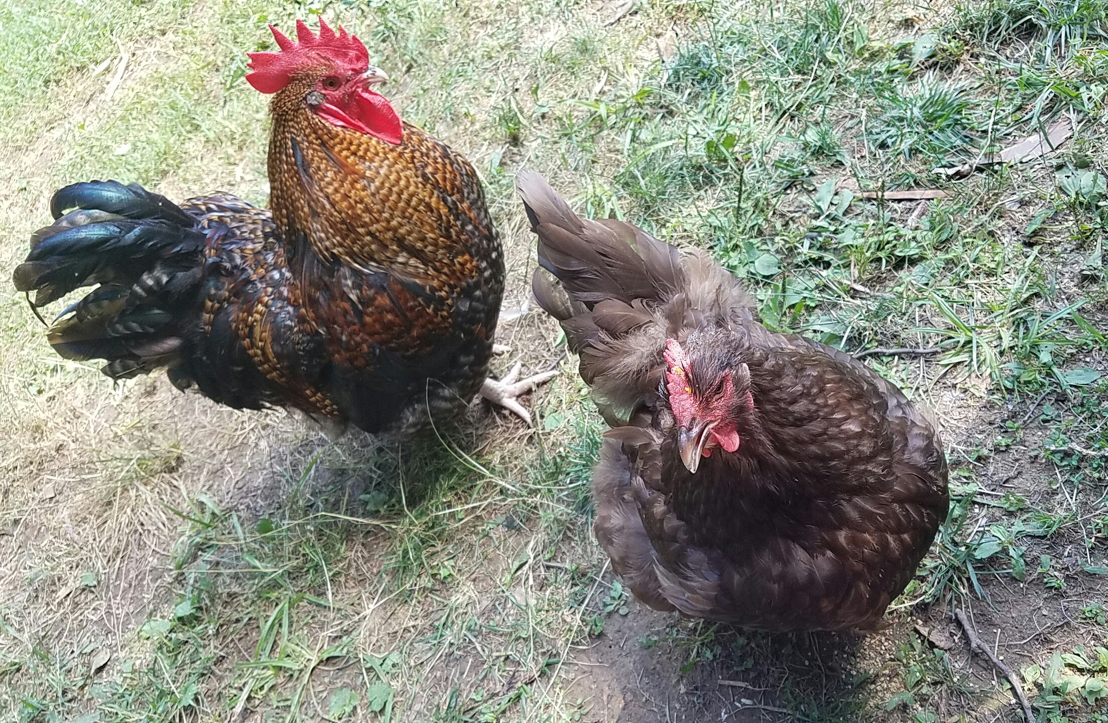 Big Iz our 1 year old creole orpington and Etta our 1 year old chocolate orpington.