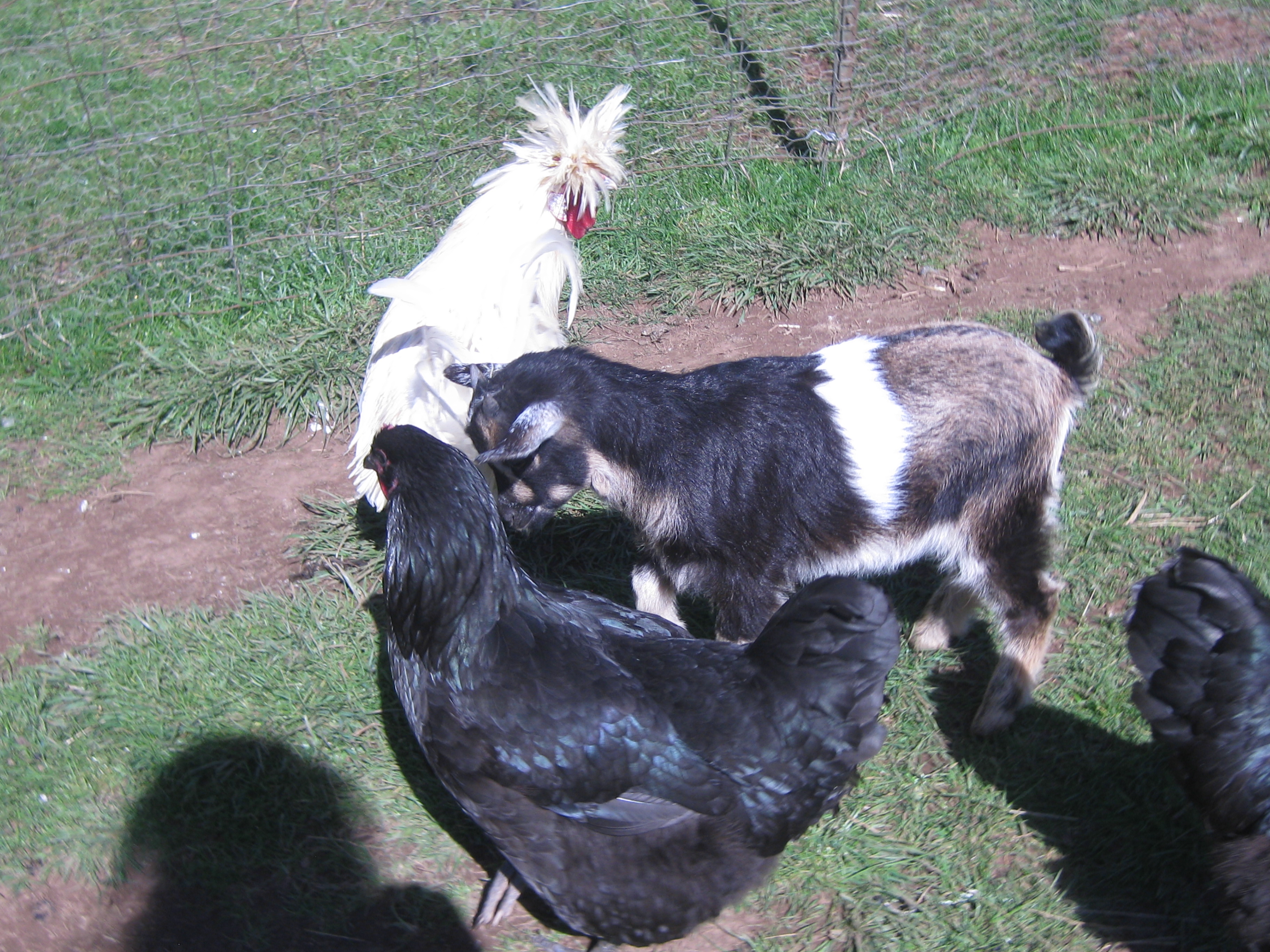 Big Jersey Giant hen!