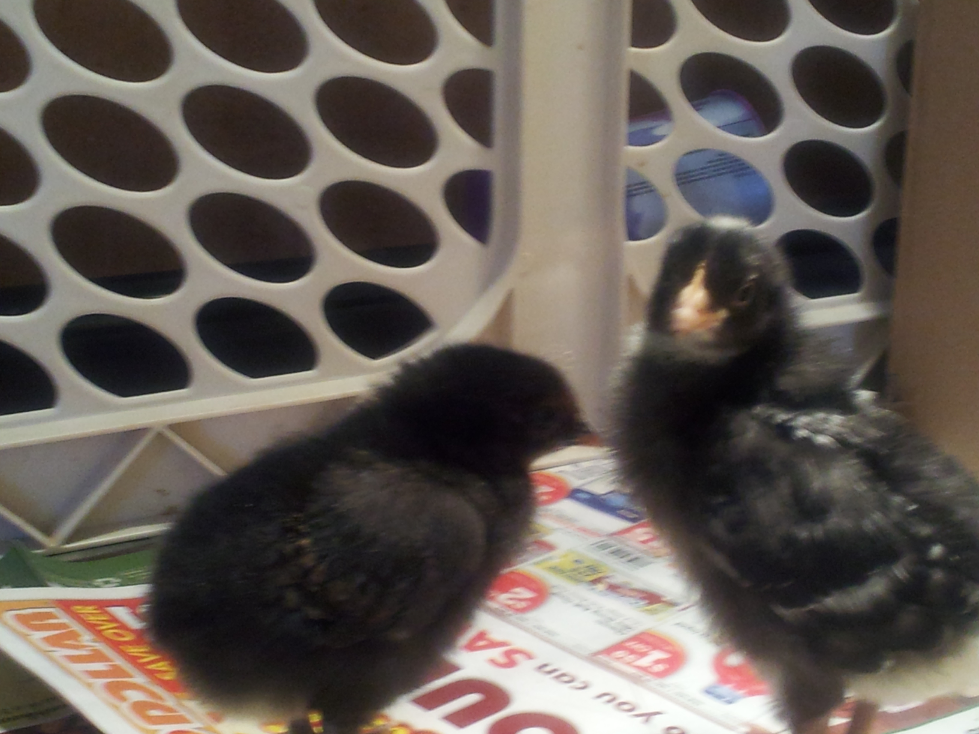 Big Mama and Blackie