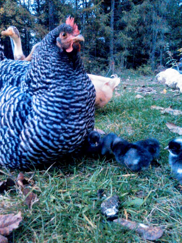 Big Mama and her first hatch!