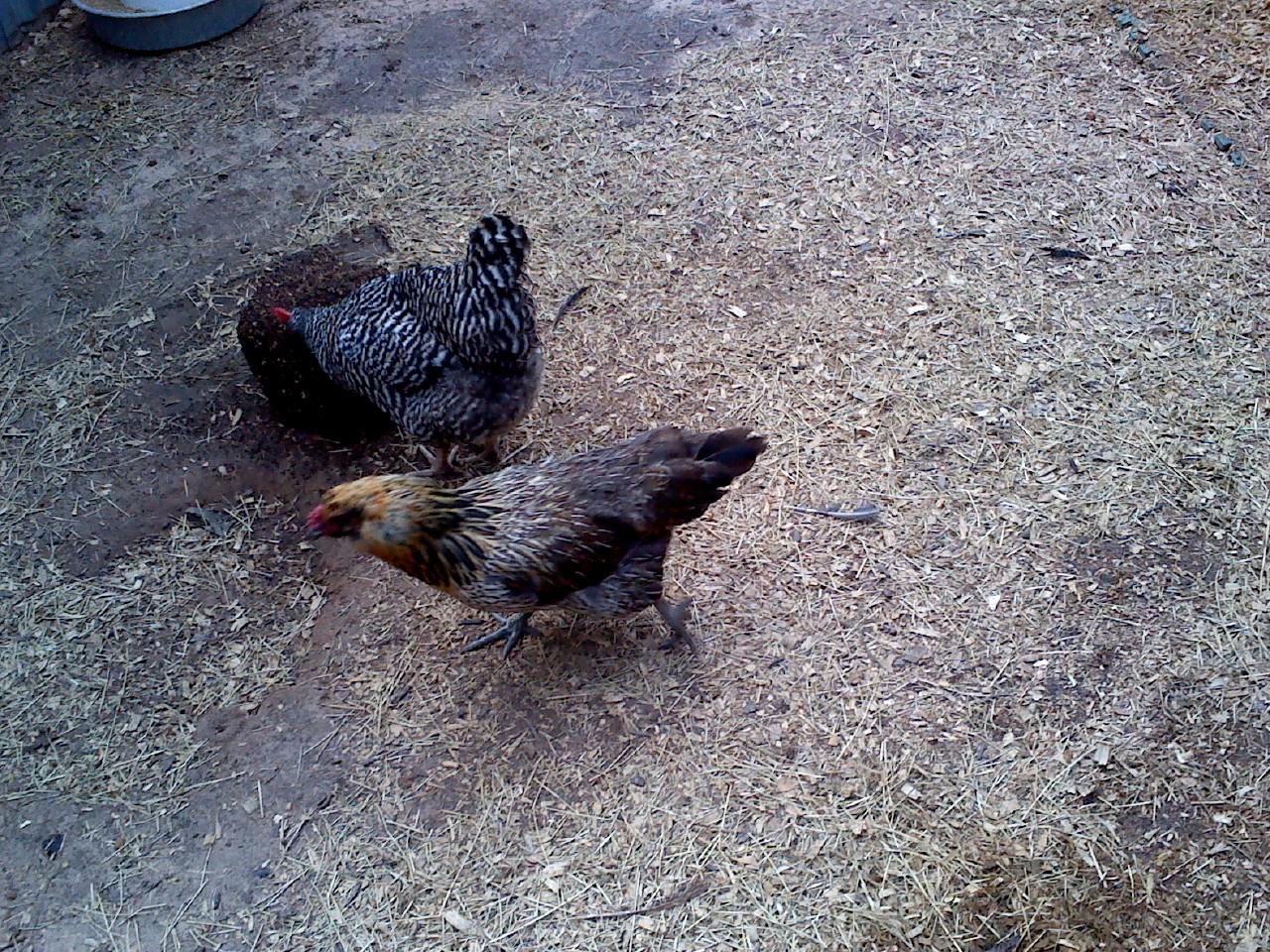 Big Mama and one of the twins.