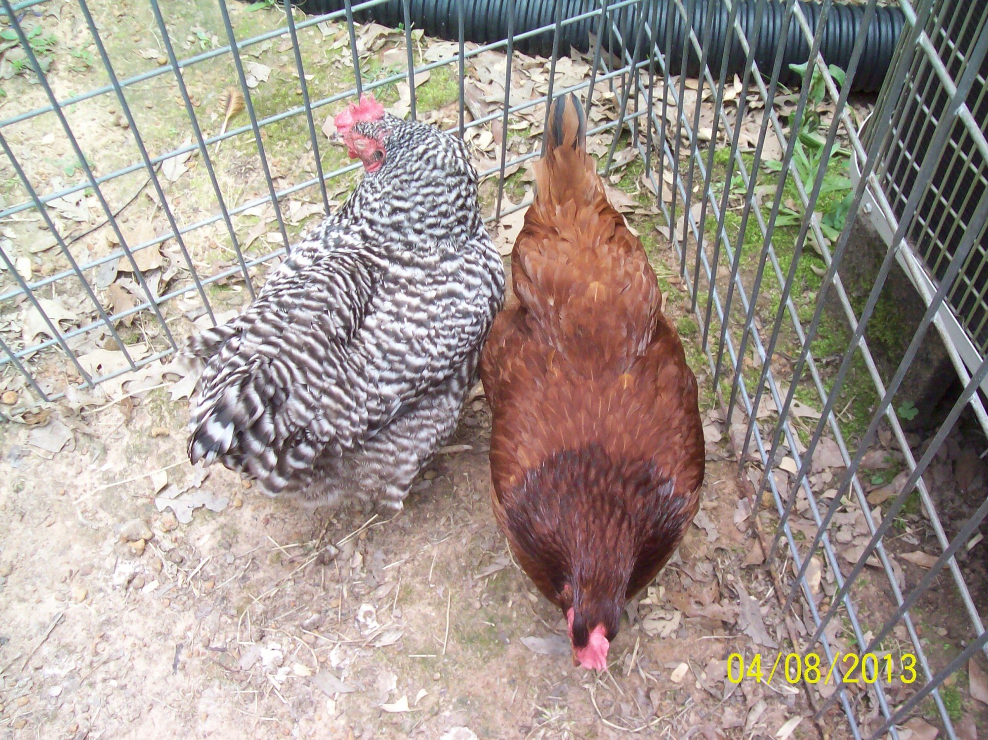 Big Mama, left, and Reba, on the right.