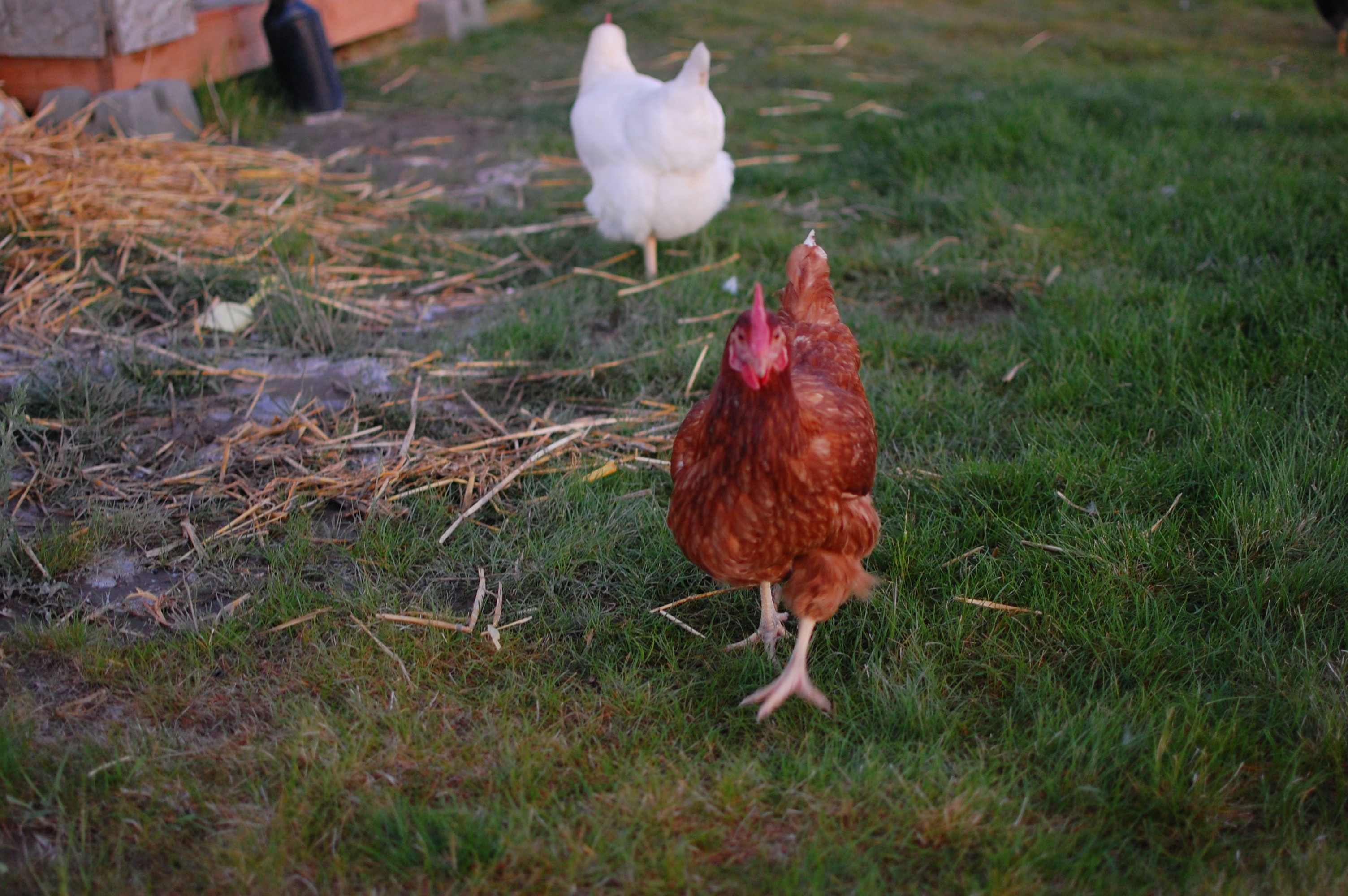 Big Mama Red, a Golden sex link and Walcy the Amber White in the background