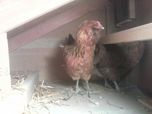 big mama