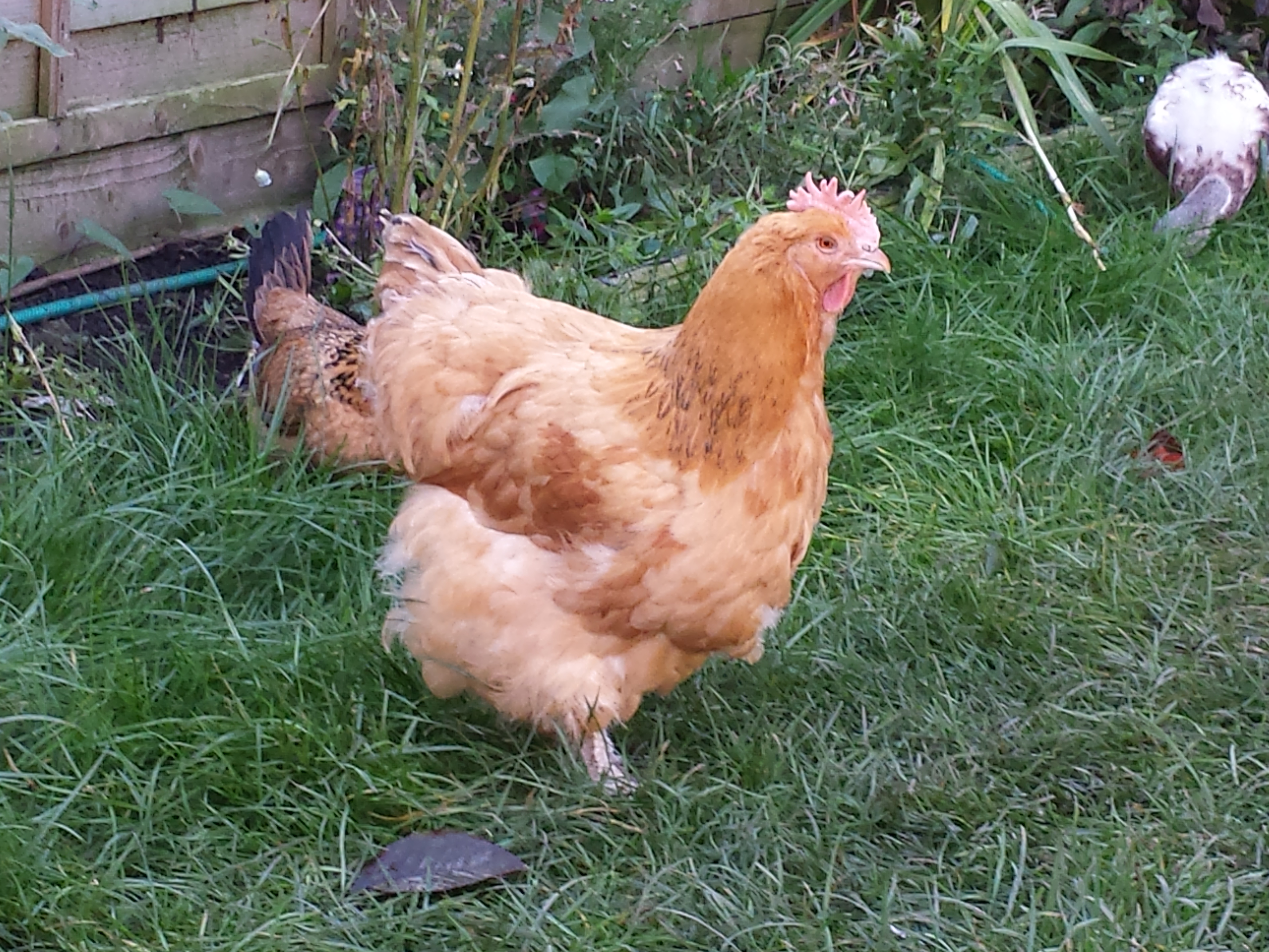 Big Maude