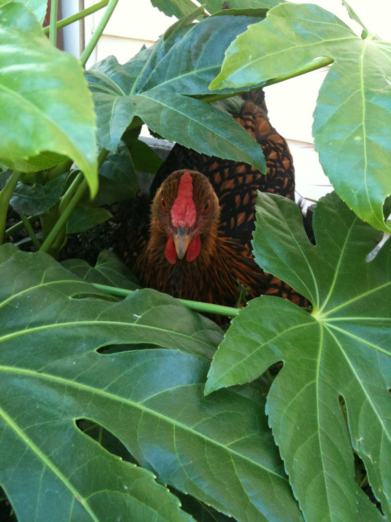 Big Momma sitting on her egg, she likes to lay in our planter.