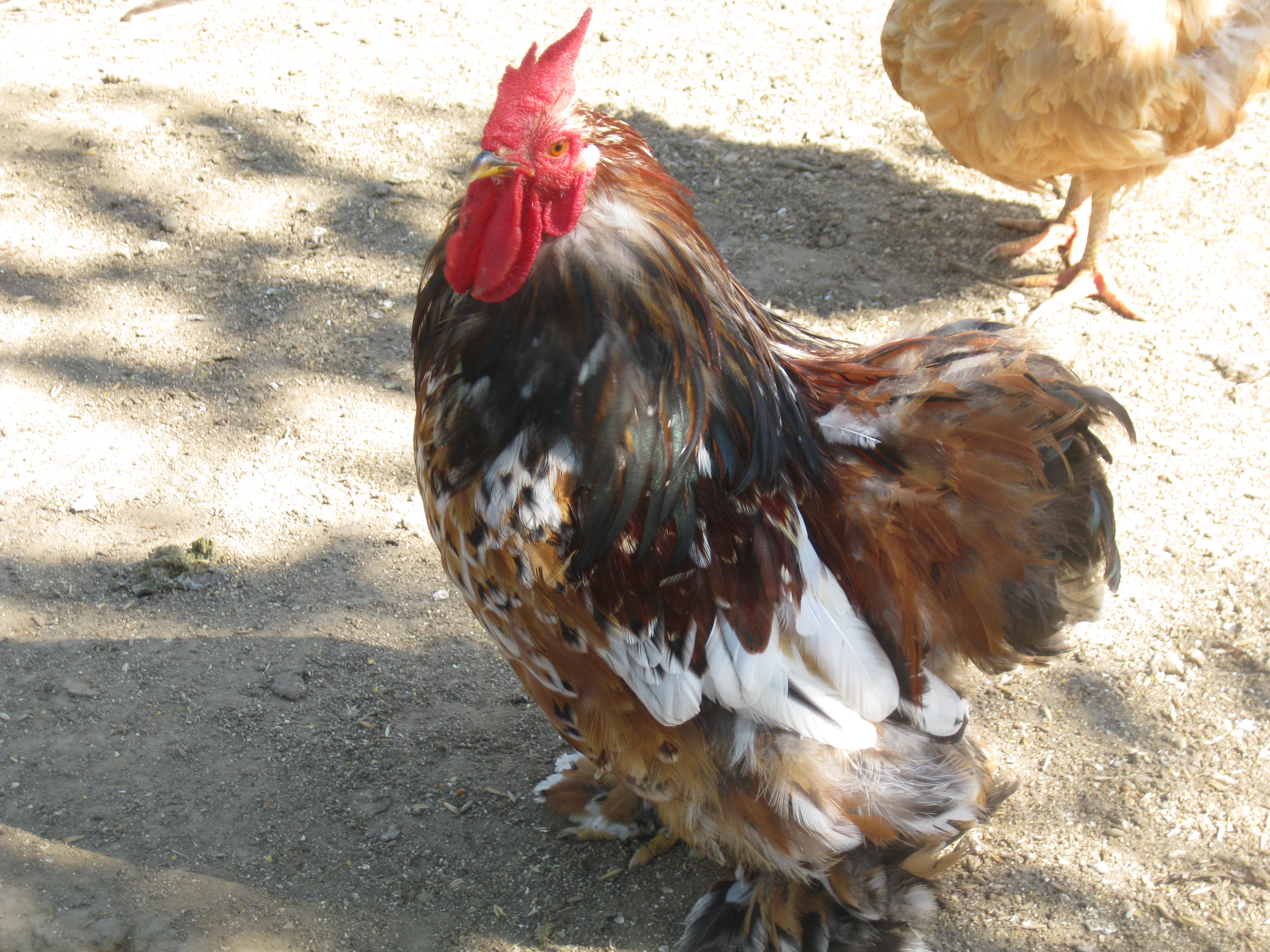 Big Papi, Mille Fleur Bantam Cochin Rooster (a bit ragged, taken during molt)