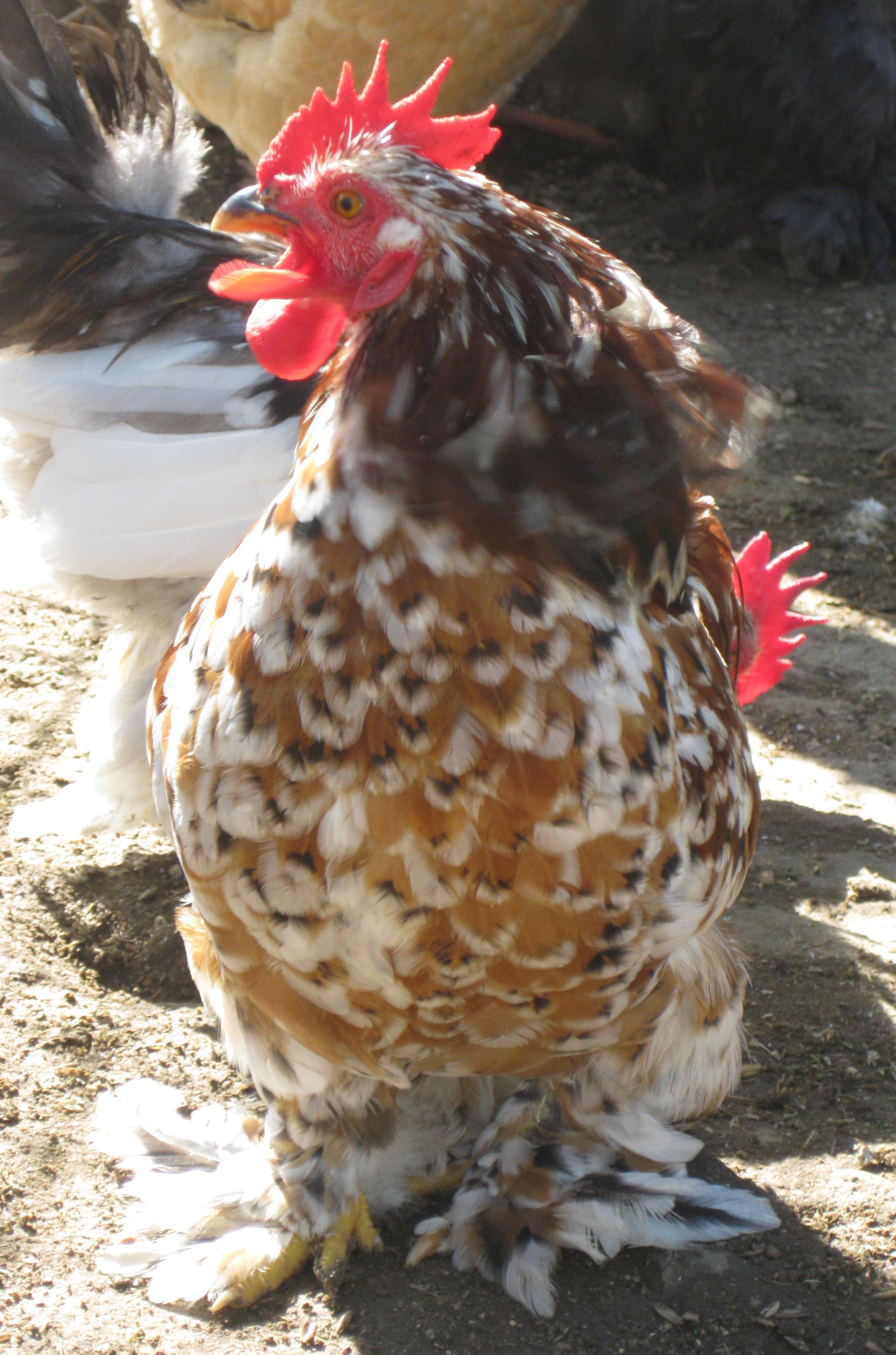 Big Papi, Mille Fleur Bantam Cochin Rooster