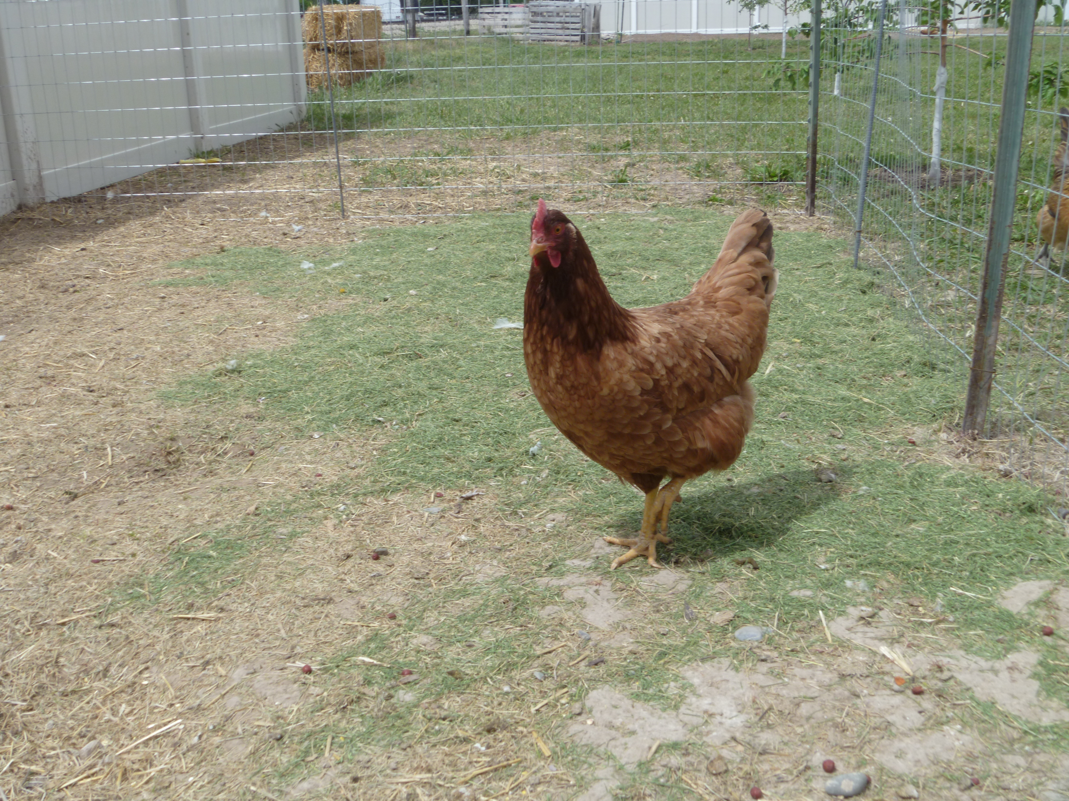Big Red, a NHR, just started laying a medium light brown egg