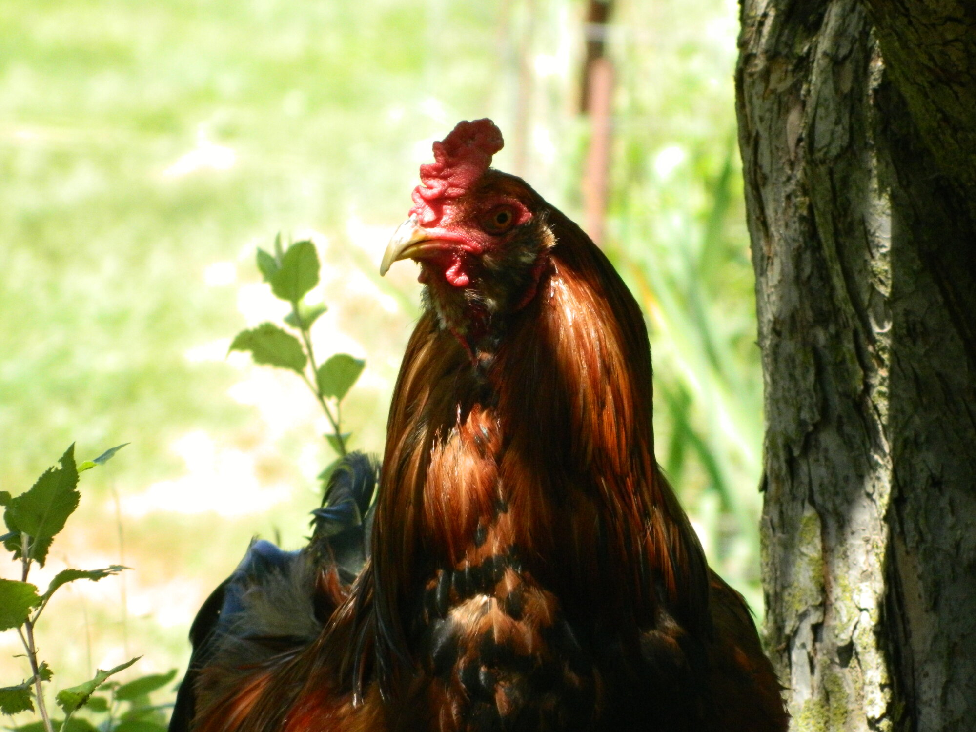 Big Red, aka Big Guy, Easter Egger Roo