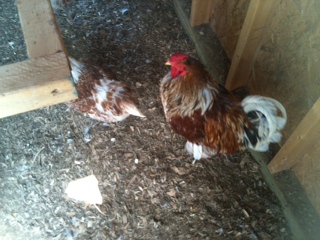 Big Red and his hen. They are BLRW's.