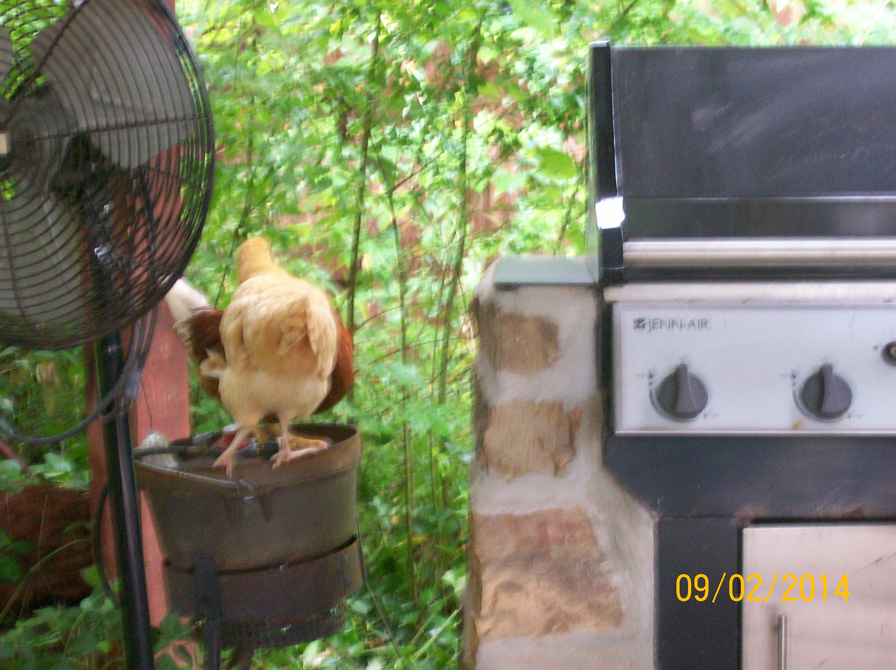 big red and miss pecks alot