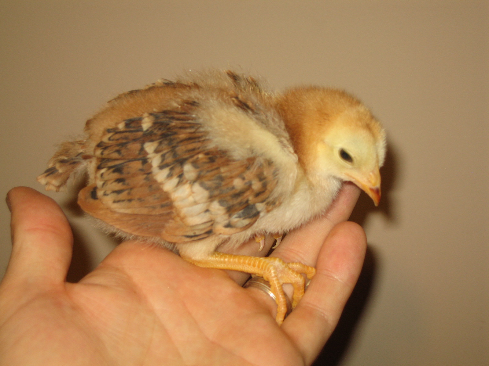 Big Red at two weeks old