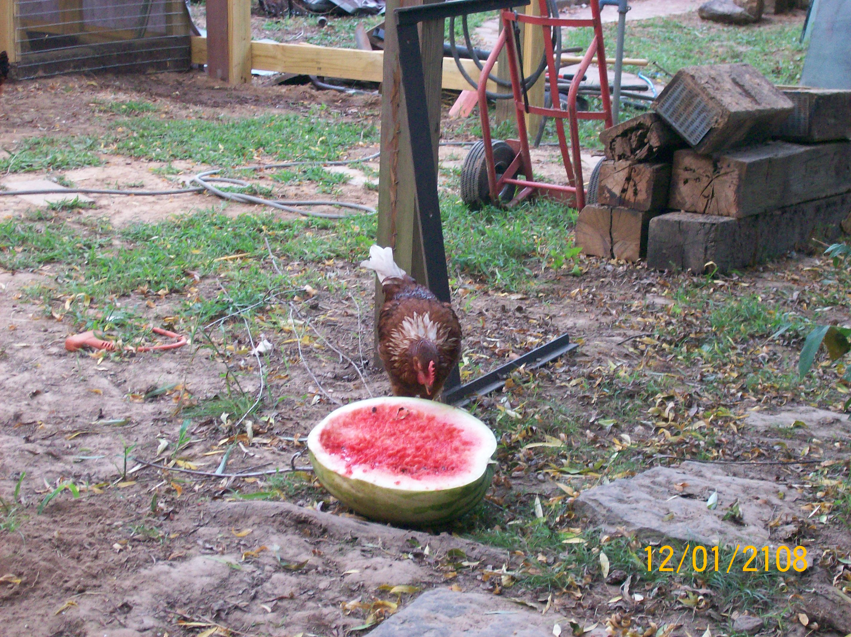 big red eatin his fill