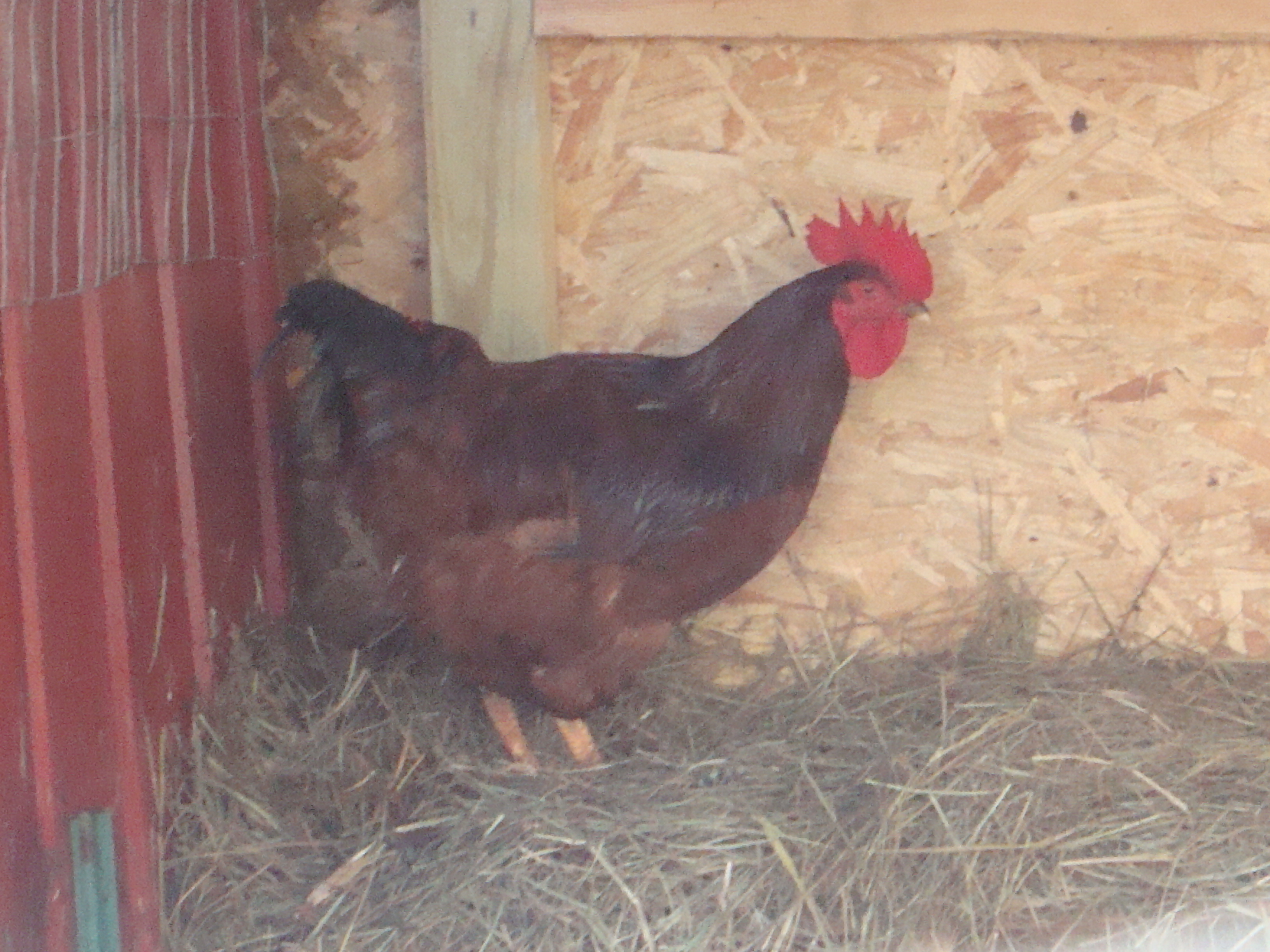 Big Red, Floppsy tops buddy
