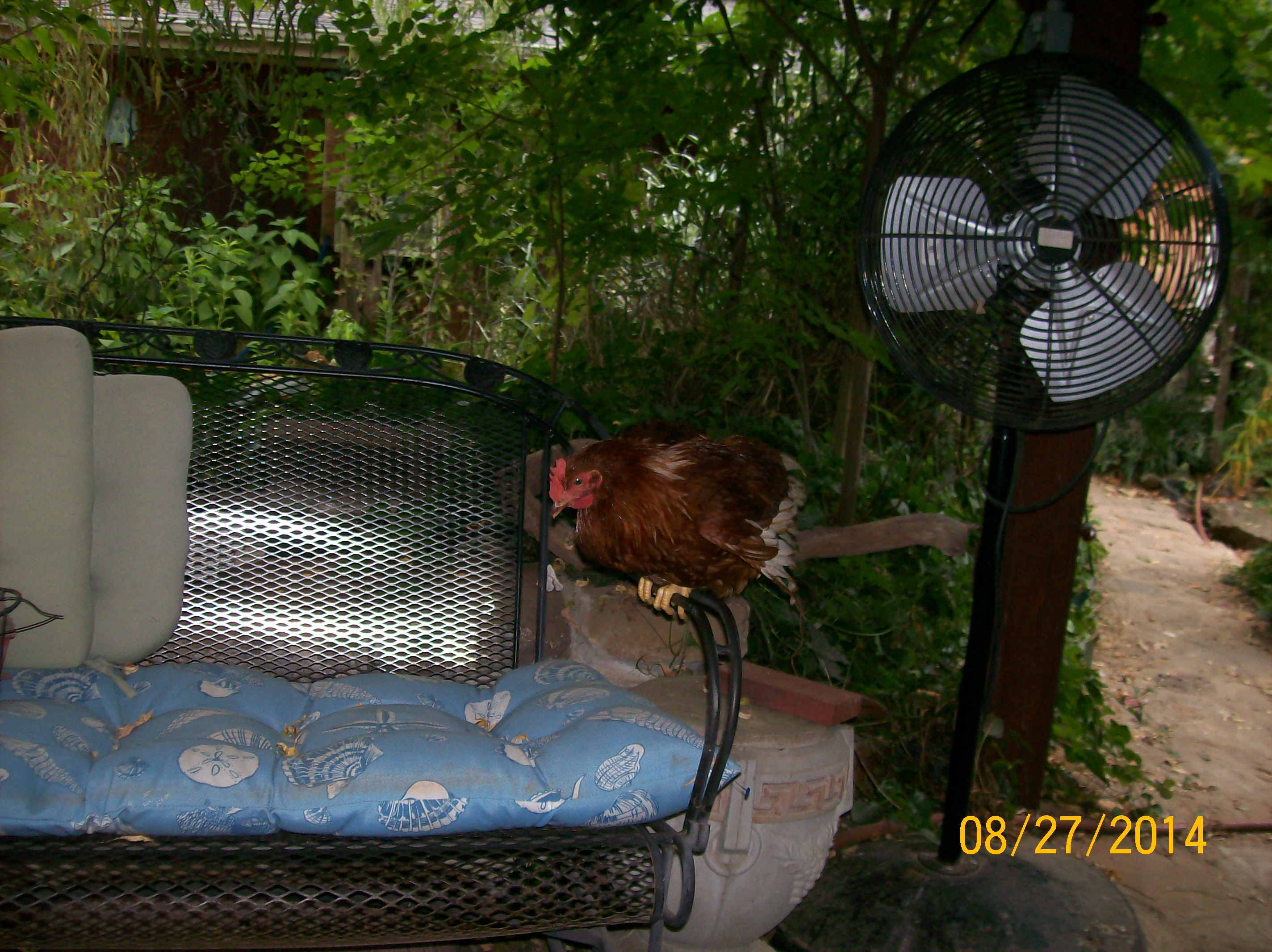 big red having a sit