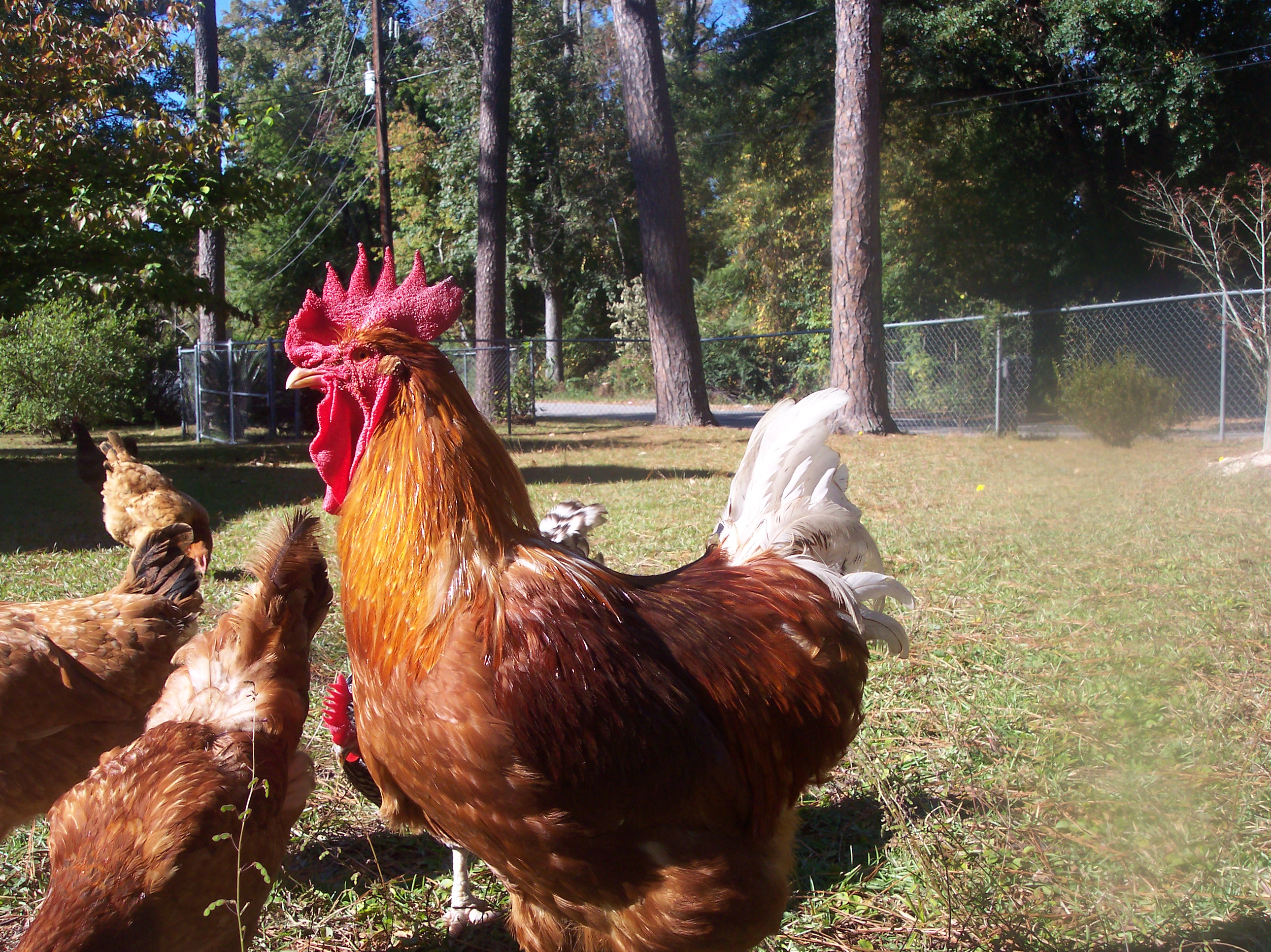 Big Red is very attentive.