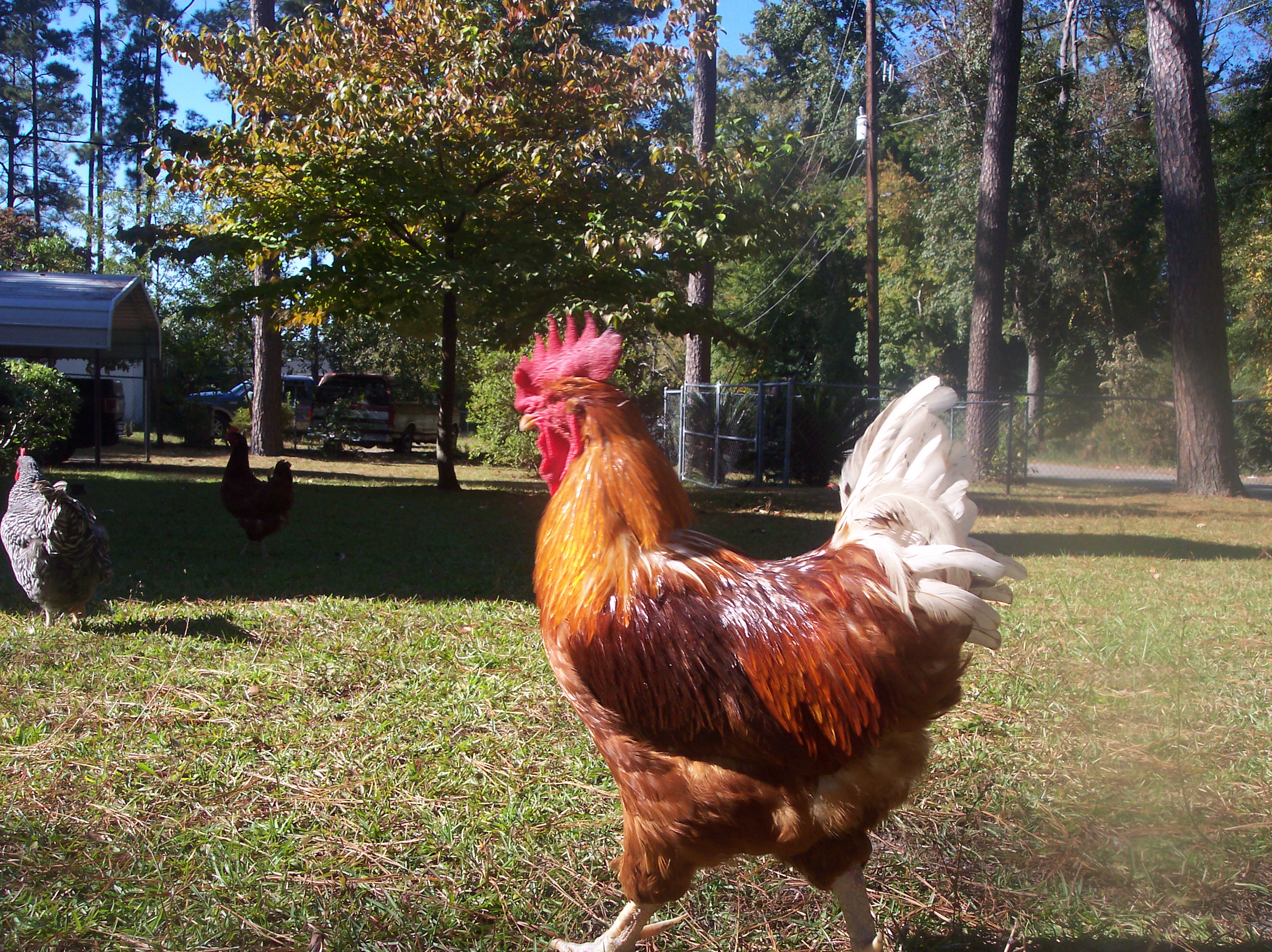 Big Red keeps a close eye on his flock.