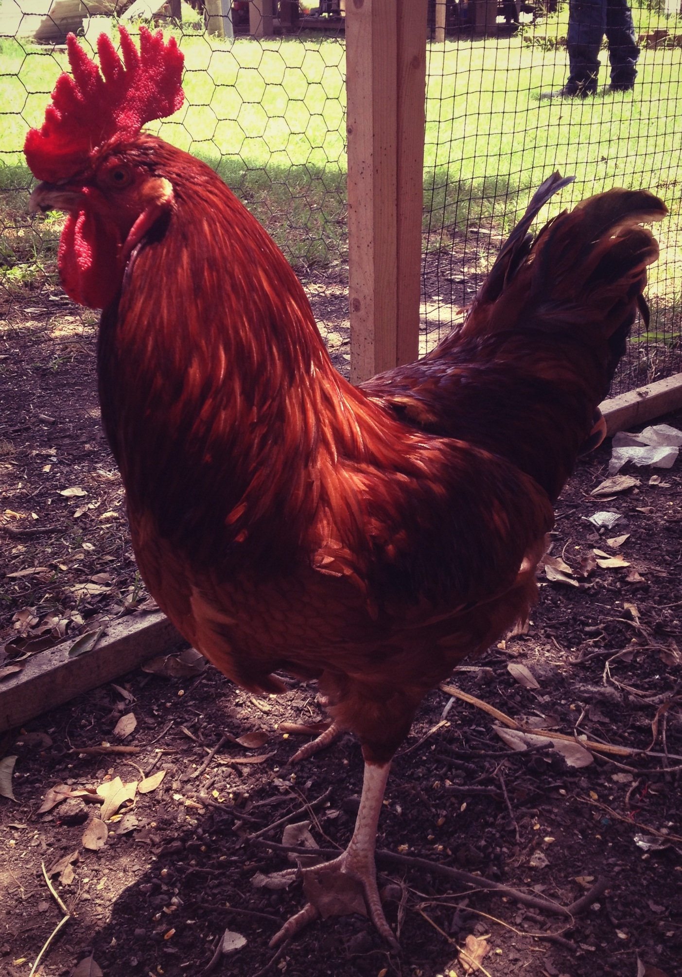 Big Red