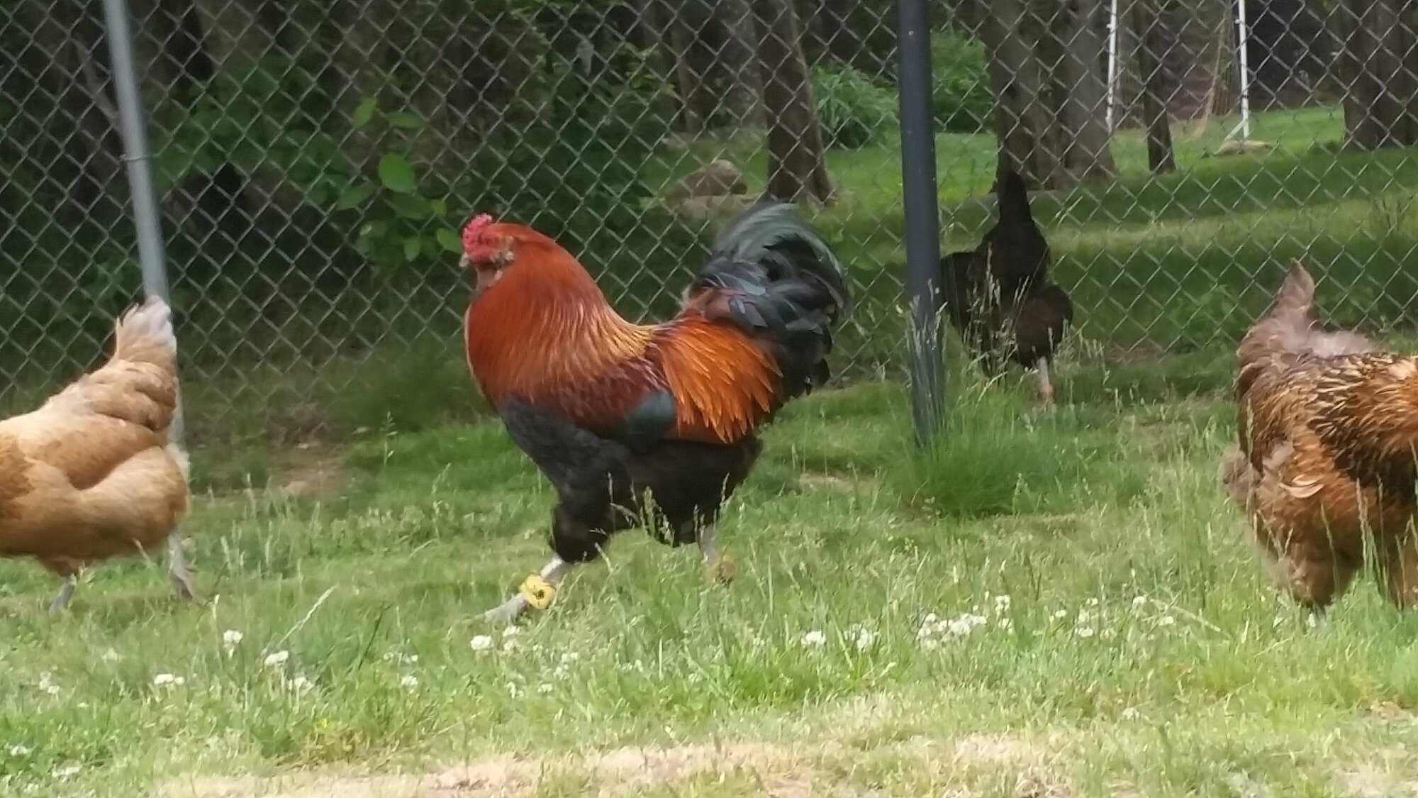 Big red