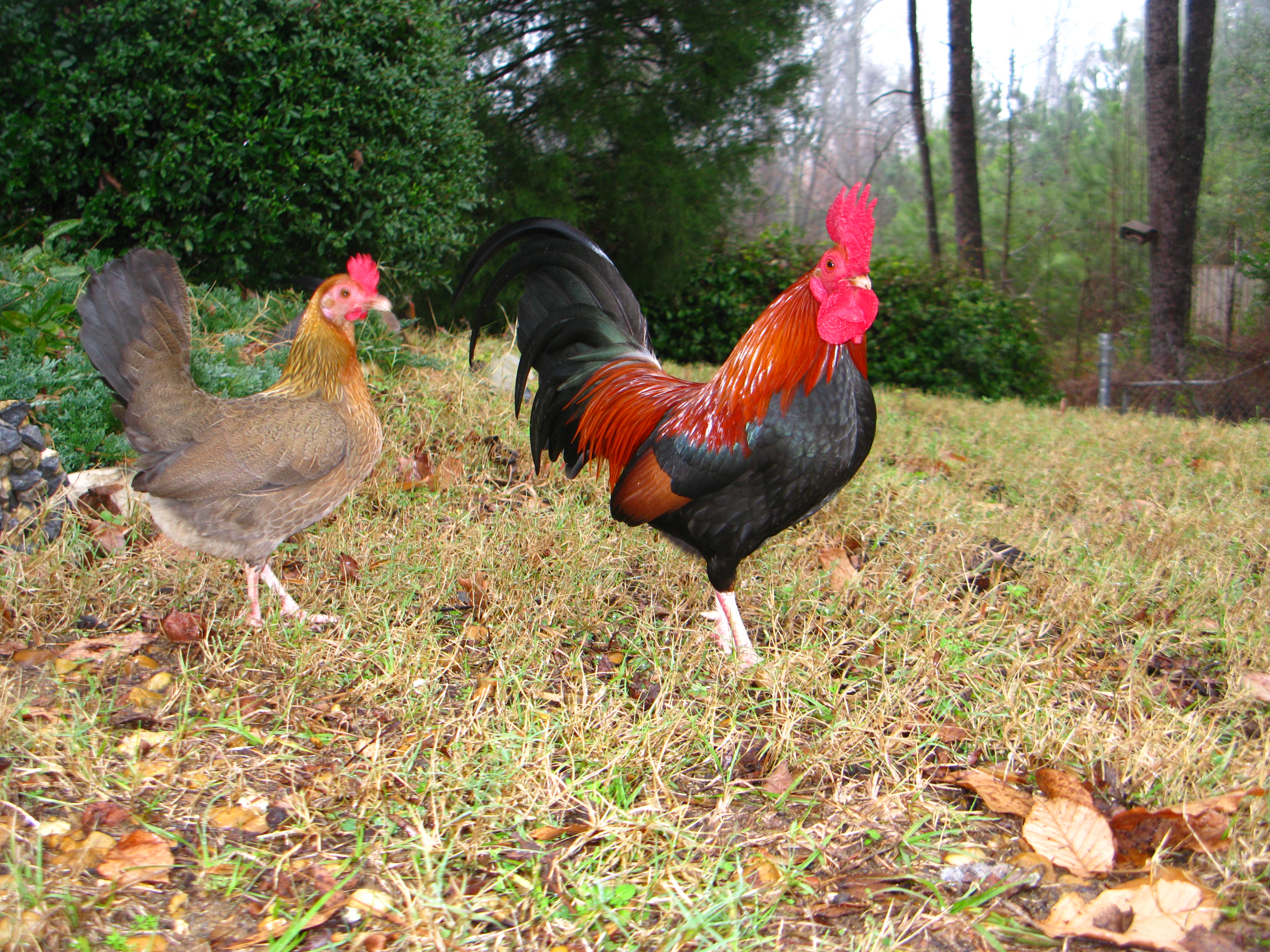 Big Sal and CoCo roaming around the yard!