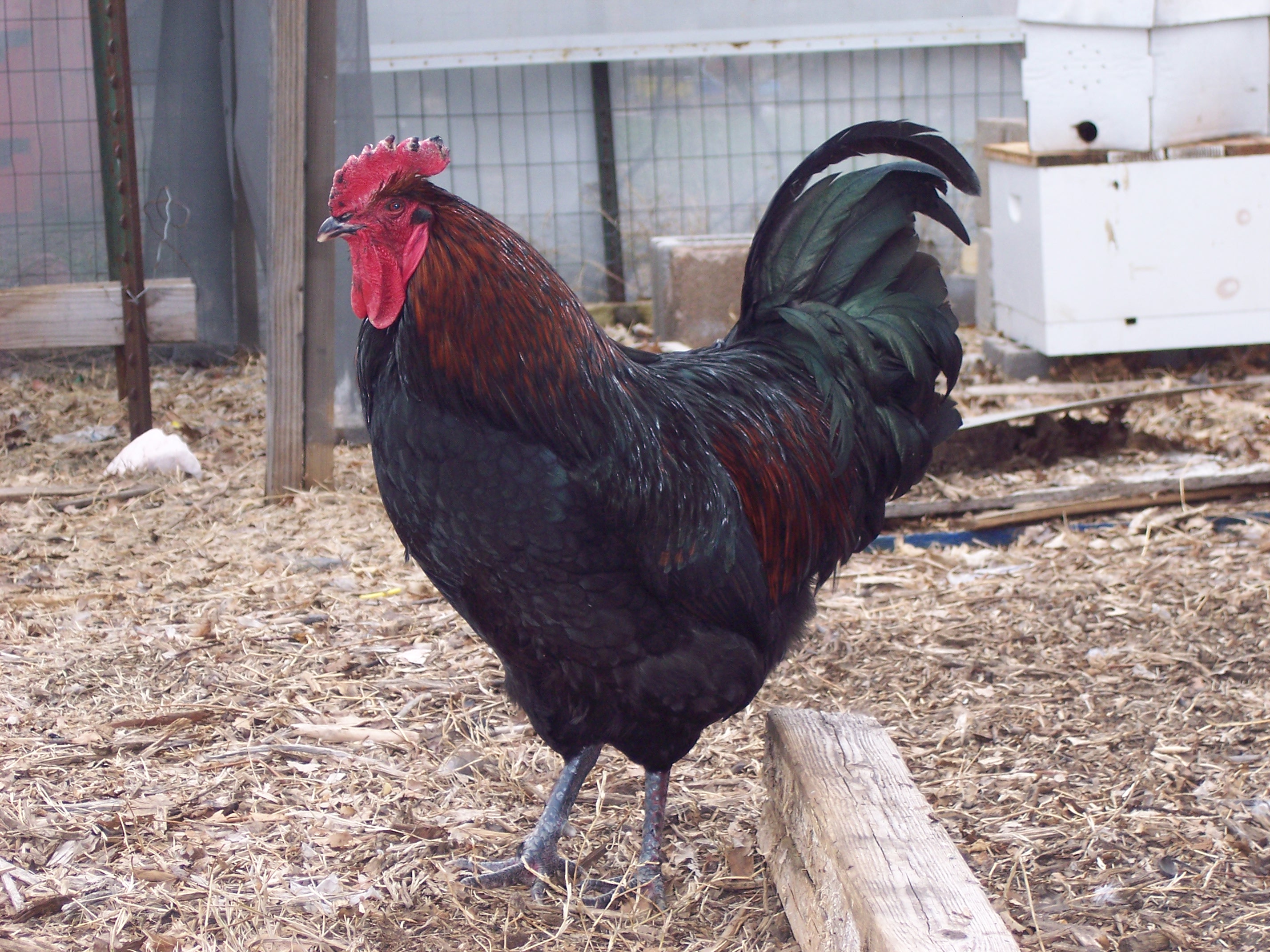 Big Stuff- his comb froze off this winter. :(  But still a nice boy.  The girls have picked off all his leg feathers.