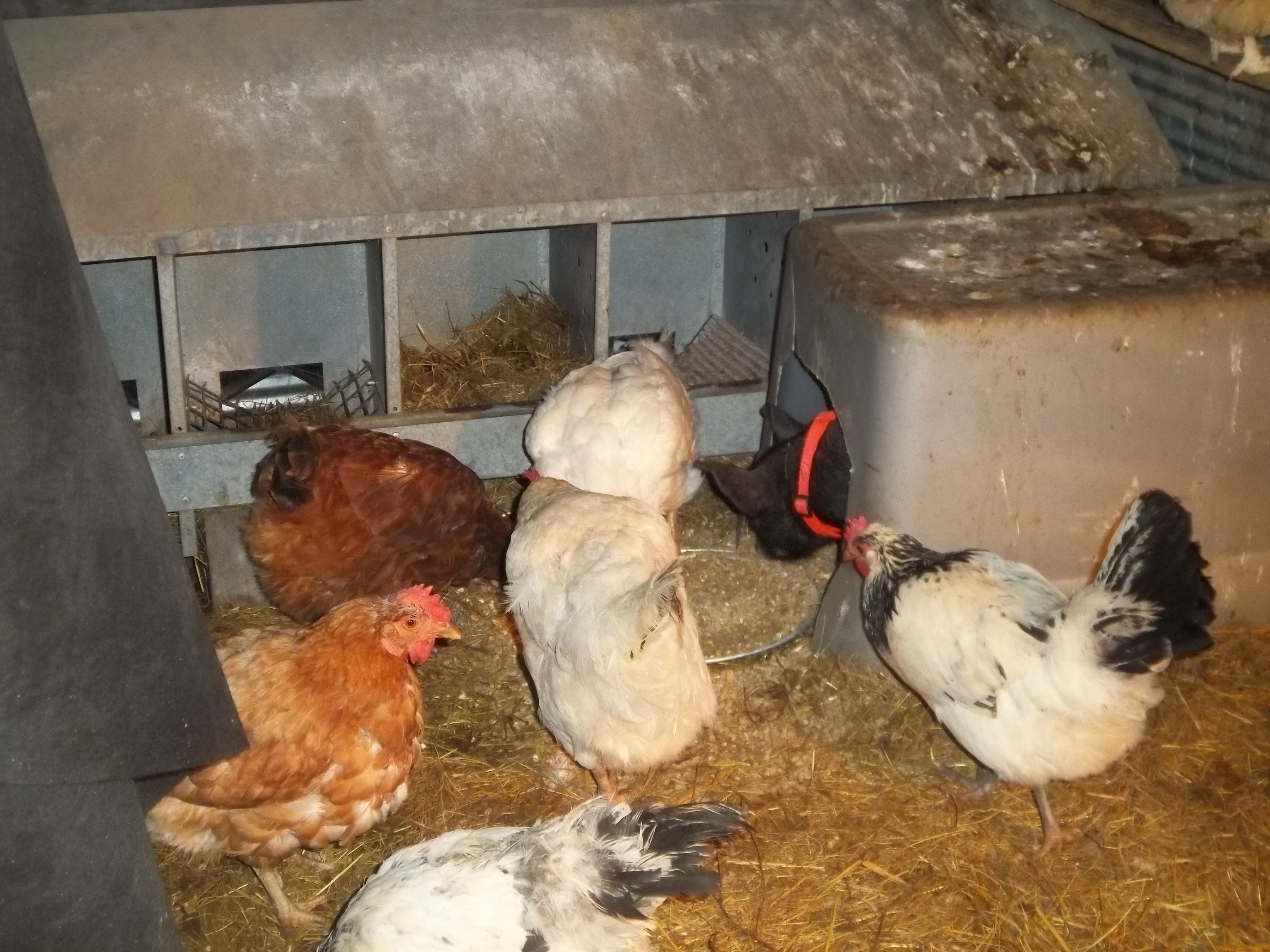 big took over the duck nesting box