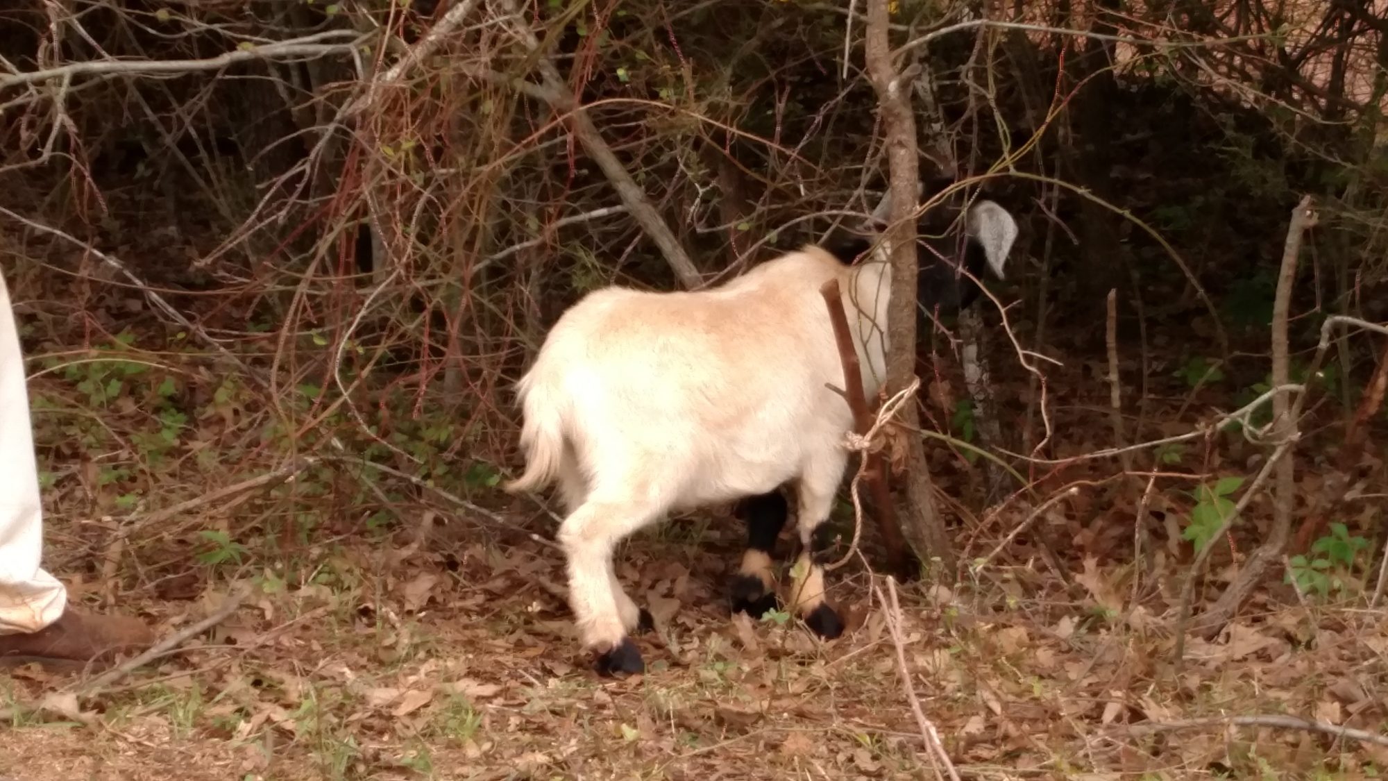 Big weekend.. Had to free neighbors goat...