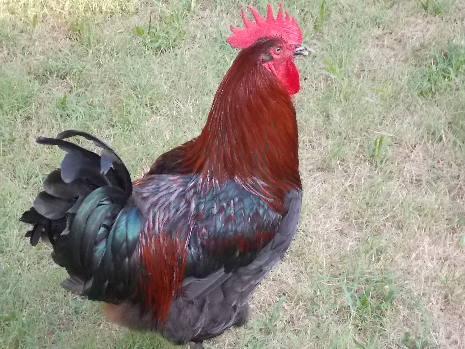 BIGBOY-black copper rooster