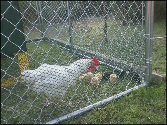 Bigfoot 1 yr old White Sussex hen with new 1 week old chicks.