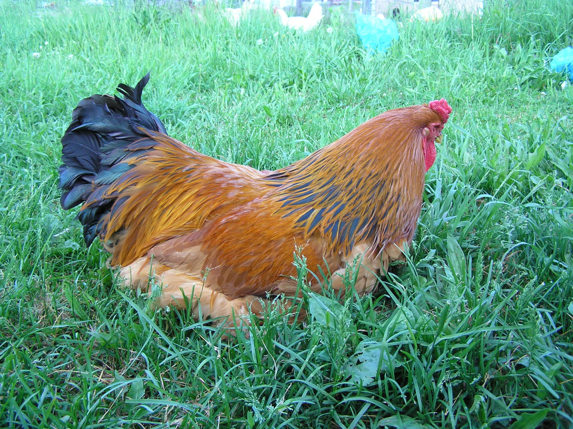 Biggie Smalls at one year old. May 2012