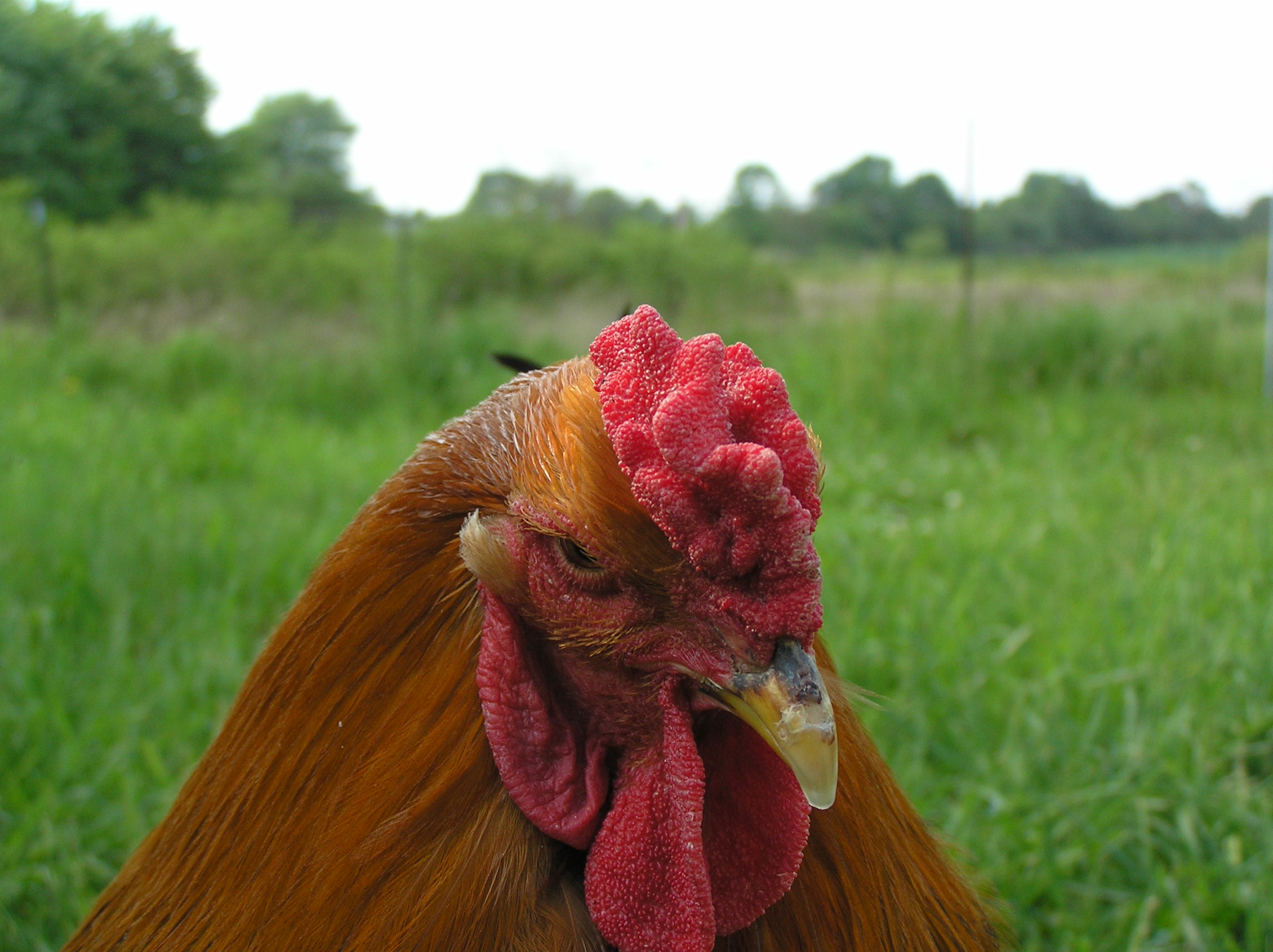 Biggie Smalls at one year old. May 2012