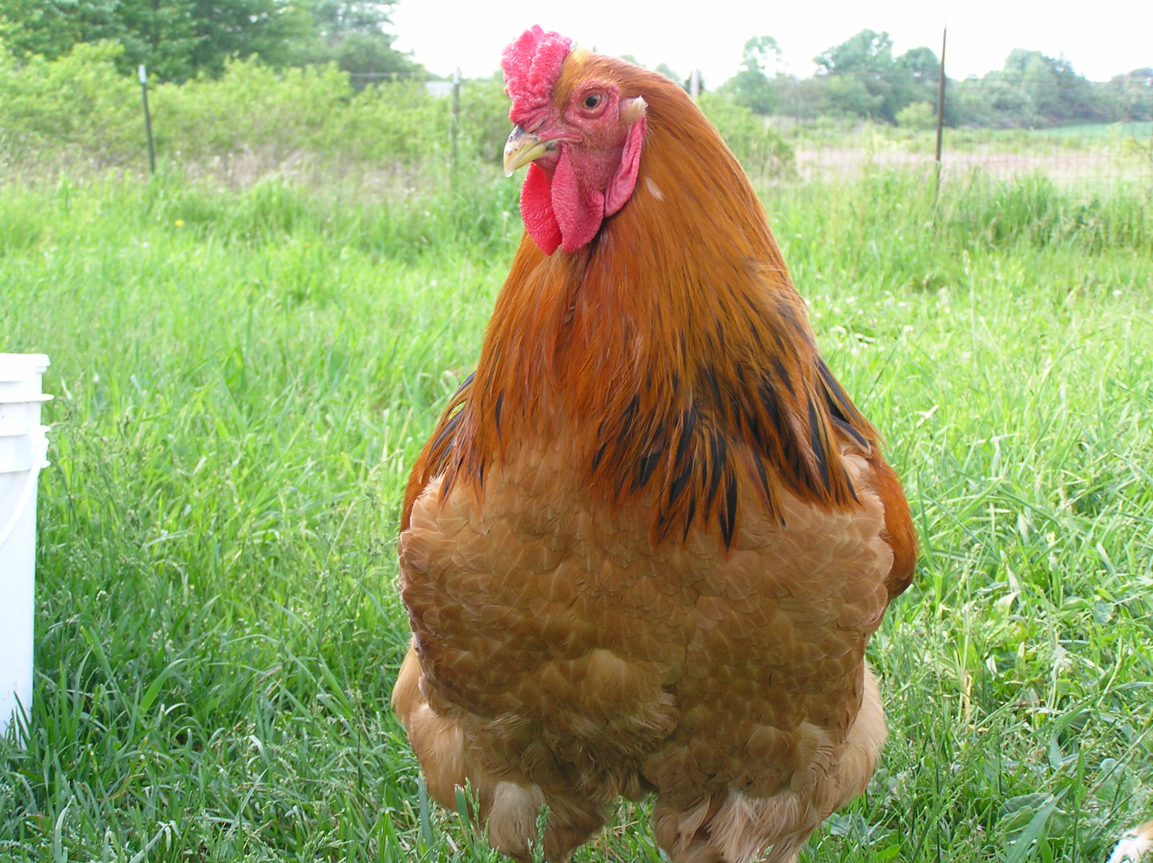 Biggie Smalls at one year old. May 2012