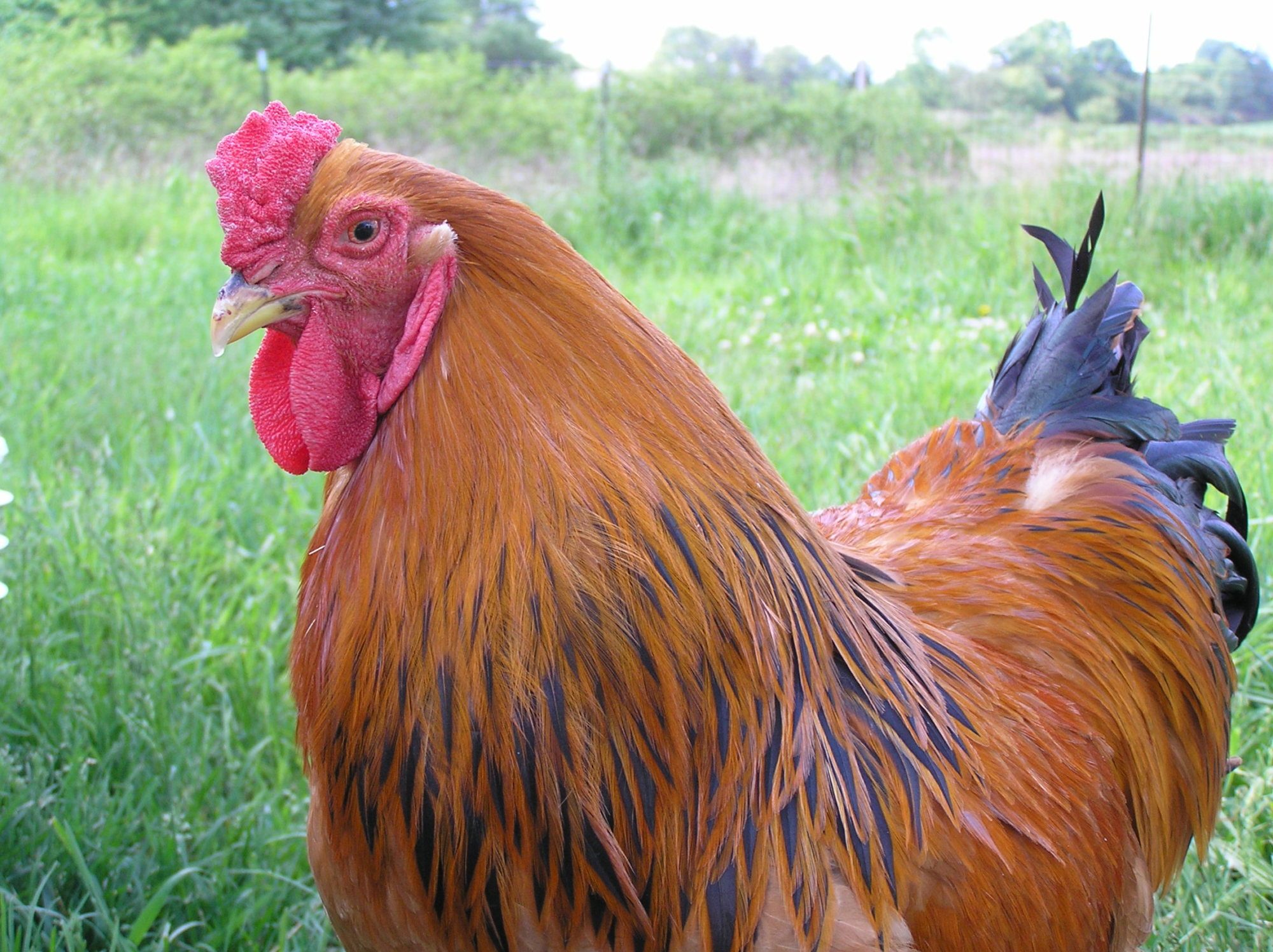 Biggie Smalls at one year old. May 2012