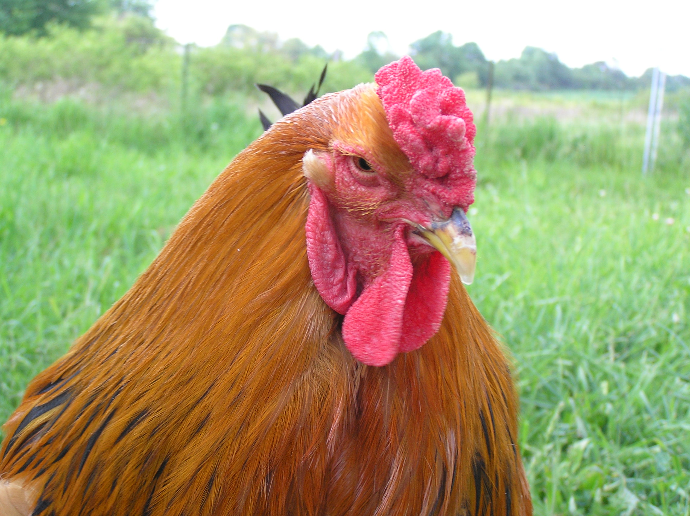 Biggie Smalls at one year old. May 2012
