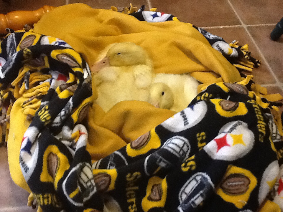 Biggy & Smalls age 4 wks.