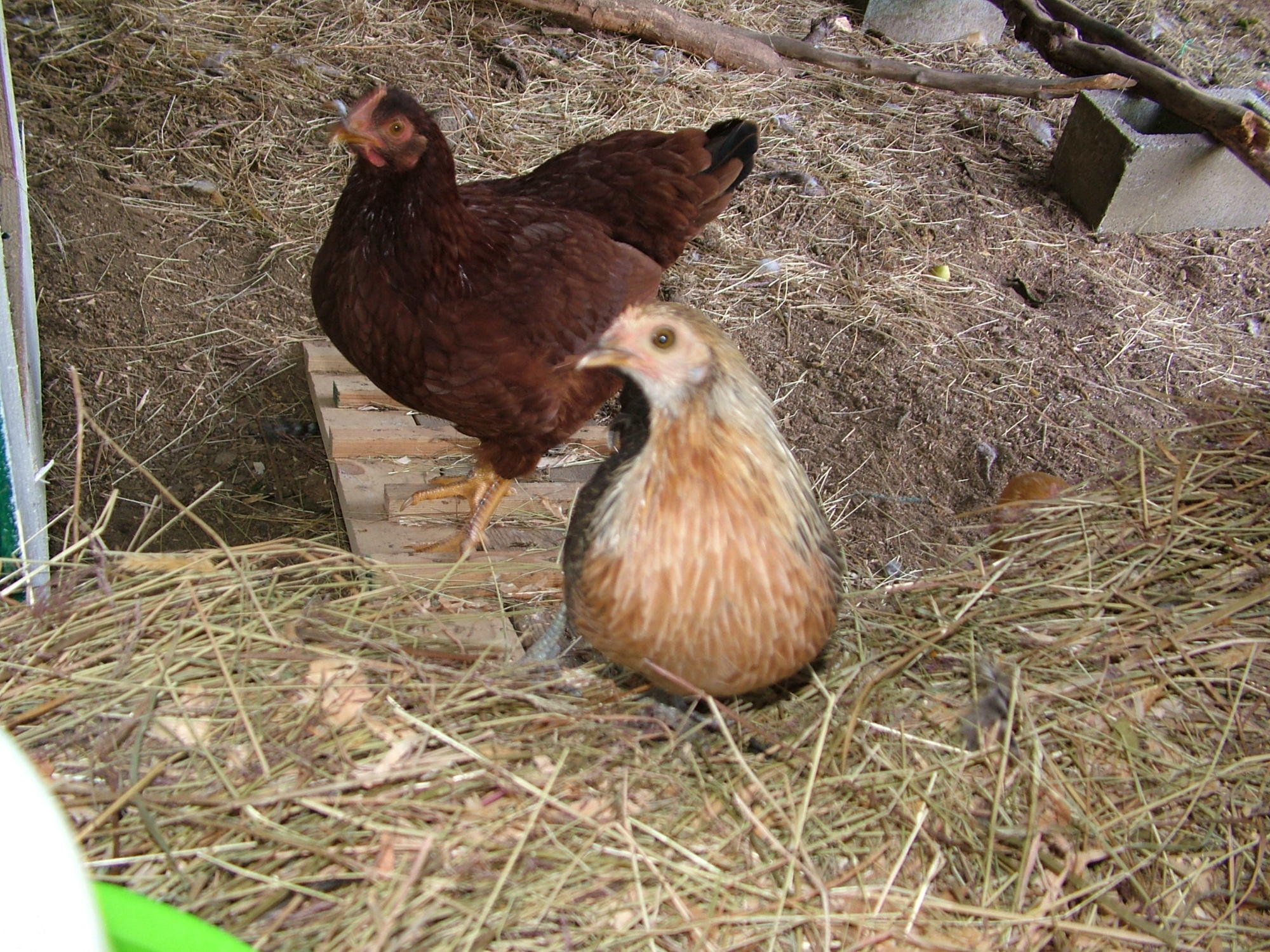 Bikini and Red are the ones that check me out most often, looking for treats or threats. They were a bit wide eyed about the coop being wide open.