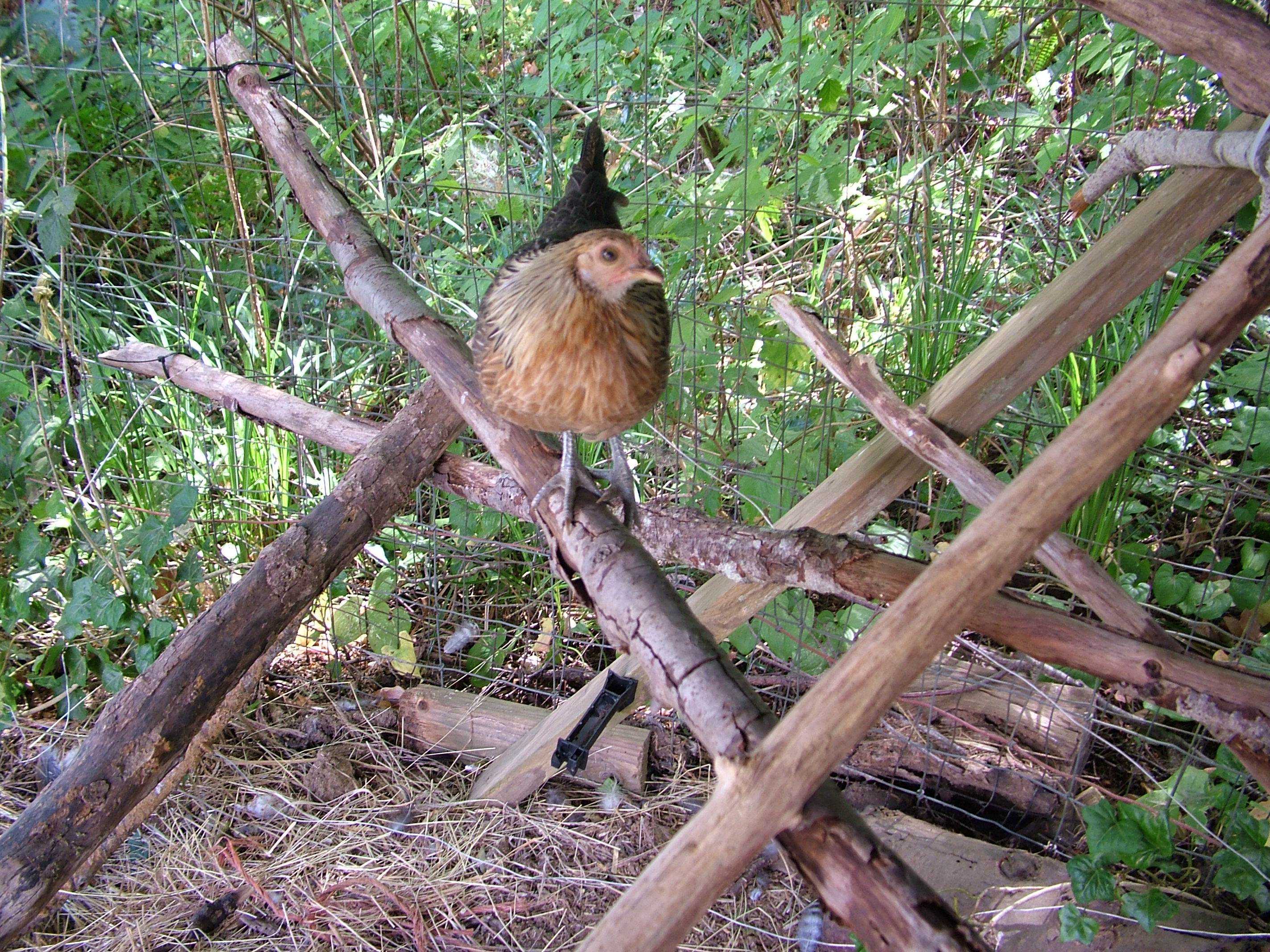 Bikini is our Banty EE and is about 1/4 the size of our larger chickens. I thought it would be interesting to see how a "Banty" did among full sized chickens. She definitely holds her own and gets preferential treatment from me and Red/Rhonda our RIR.