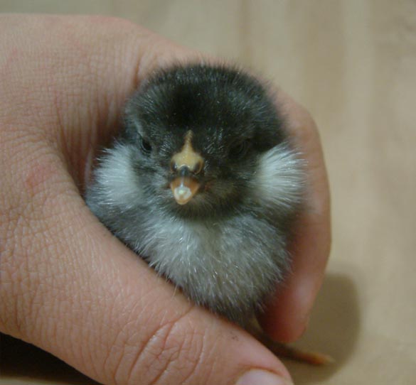 Bilaterally tufted Olive Egger chick. Check out those big ones!