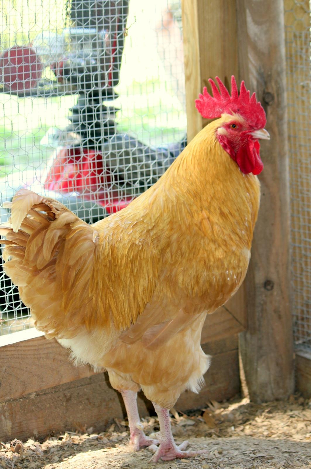 BILL BackYard Chickens Learn How to Raise Chickens