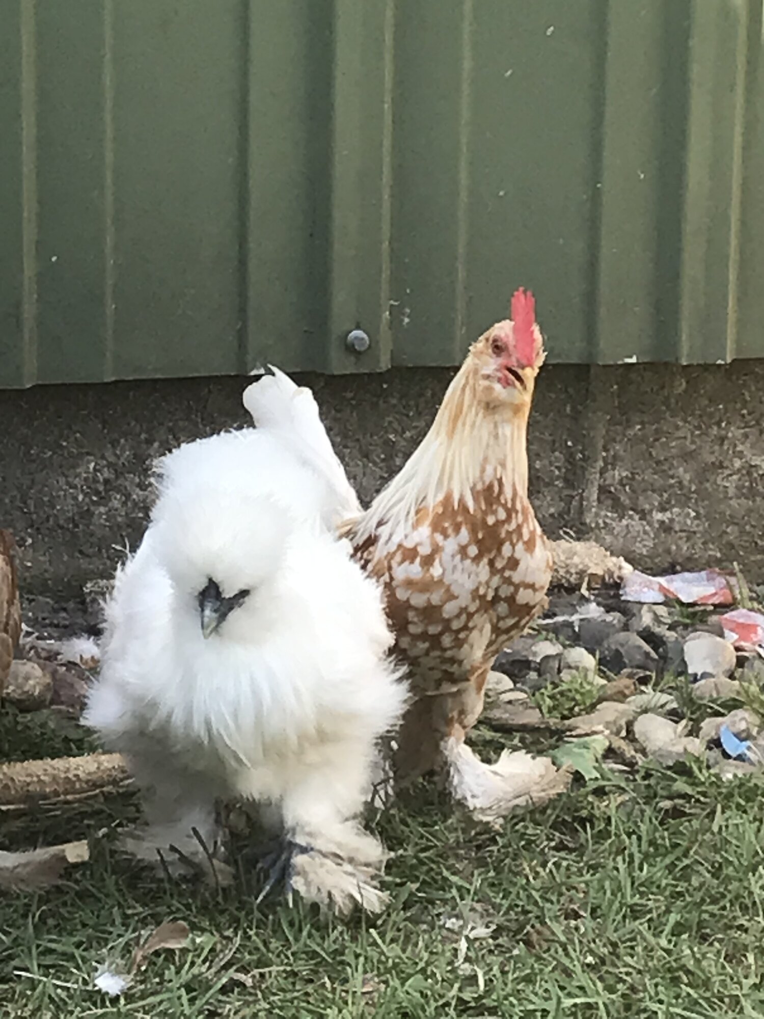 Billie and one of the Bantams