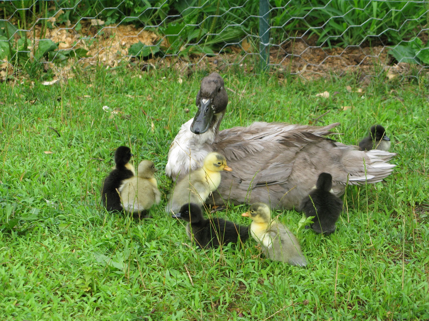 Billi's hatchlings